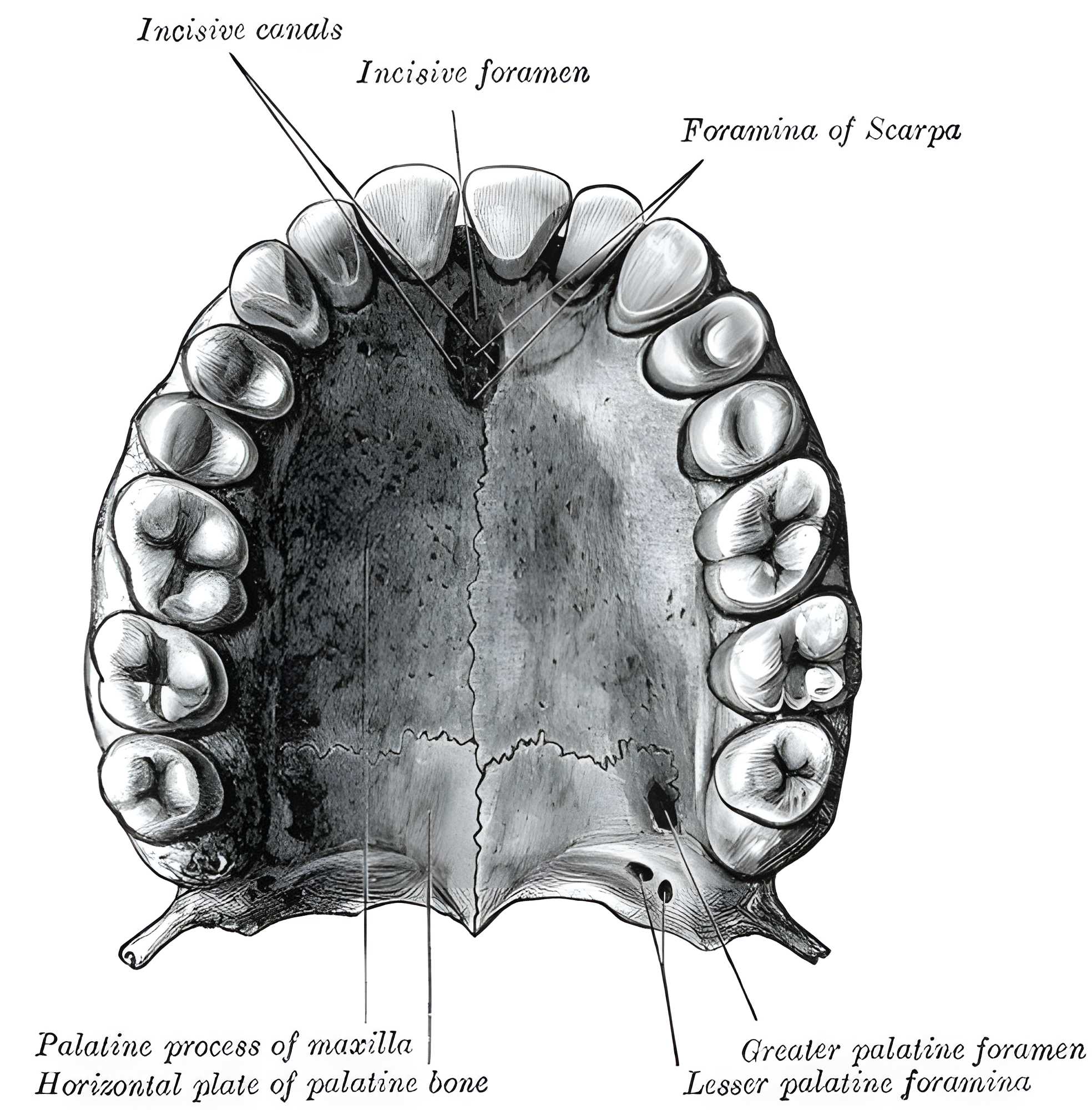 Greater Palatine Foramen
