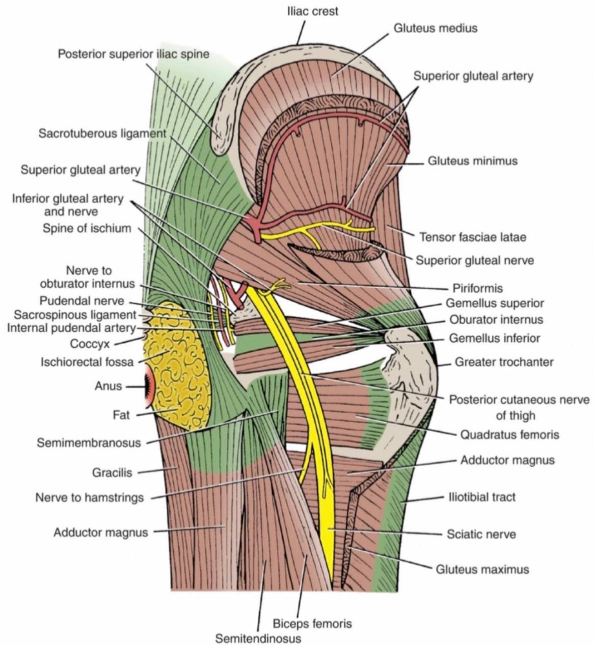Greater Sciatic Foramen Nerves