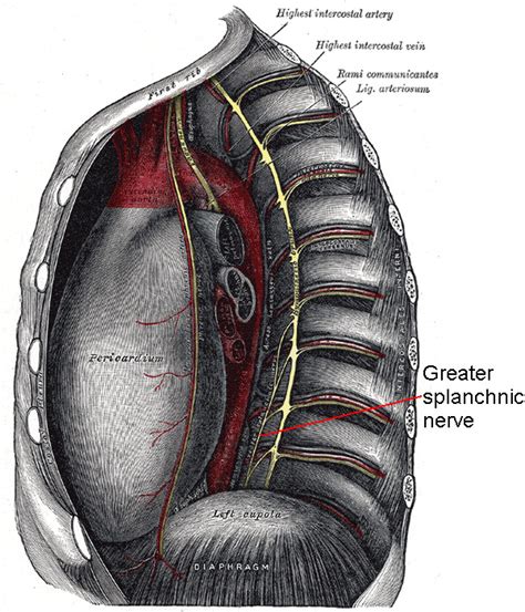 Greater Splanchnic Nerve