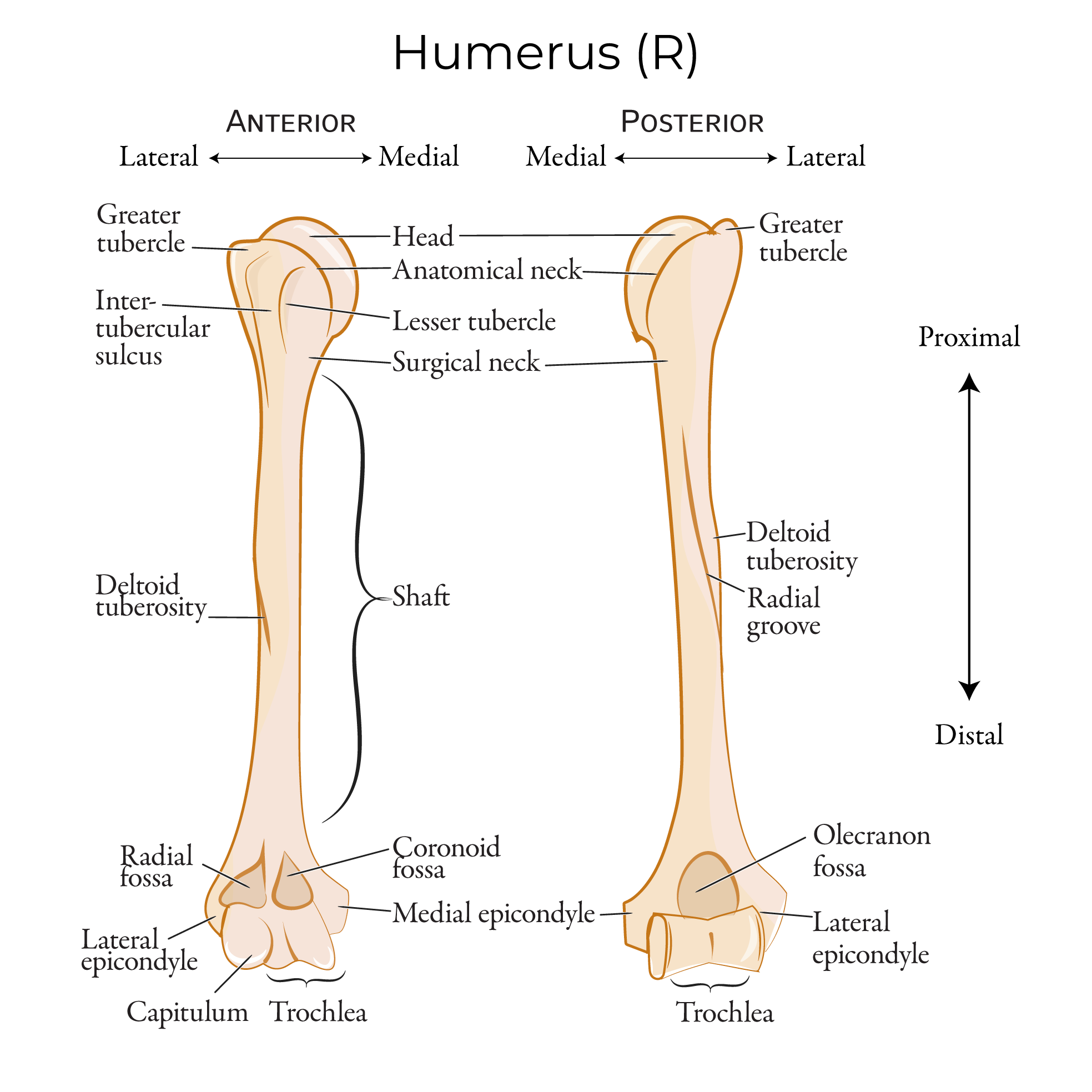 Greater Tubercle Of Humerus