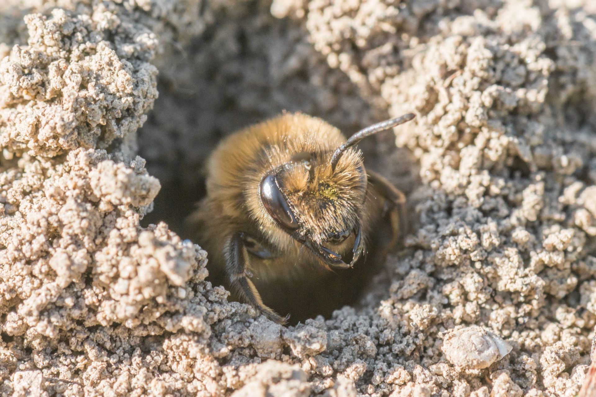 Ground Bees Do They Sting