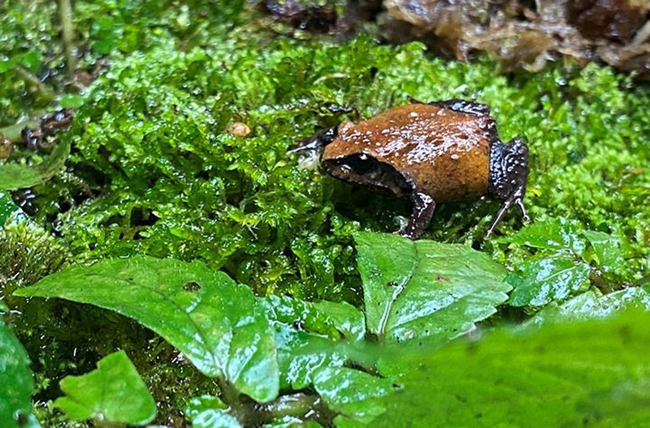Habitat Of A Frog