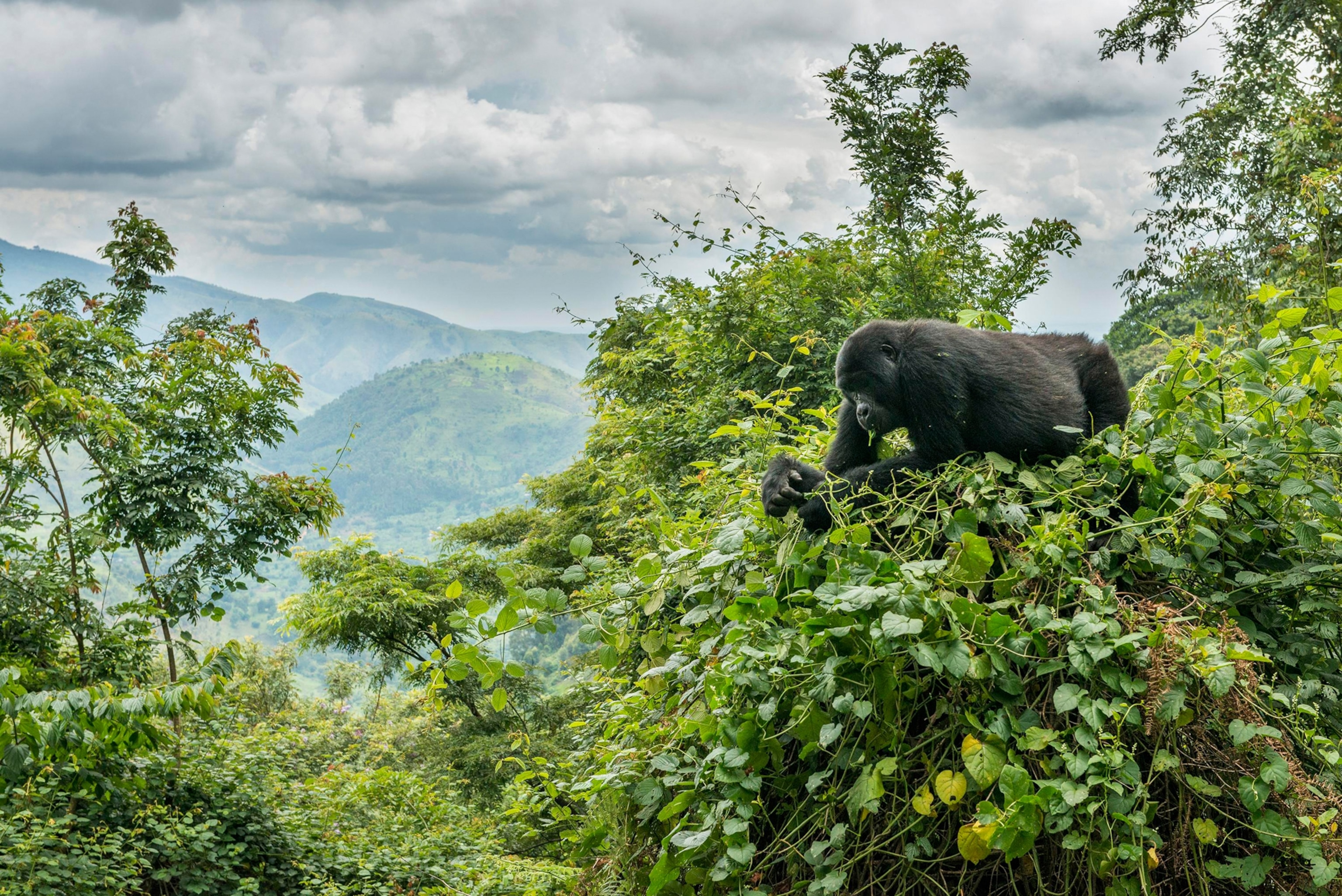 Habitat Of Gorilla