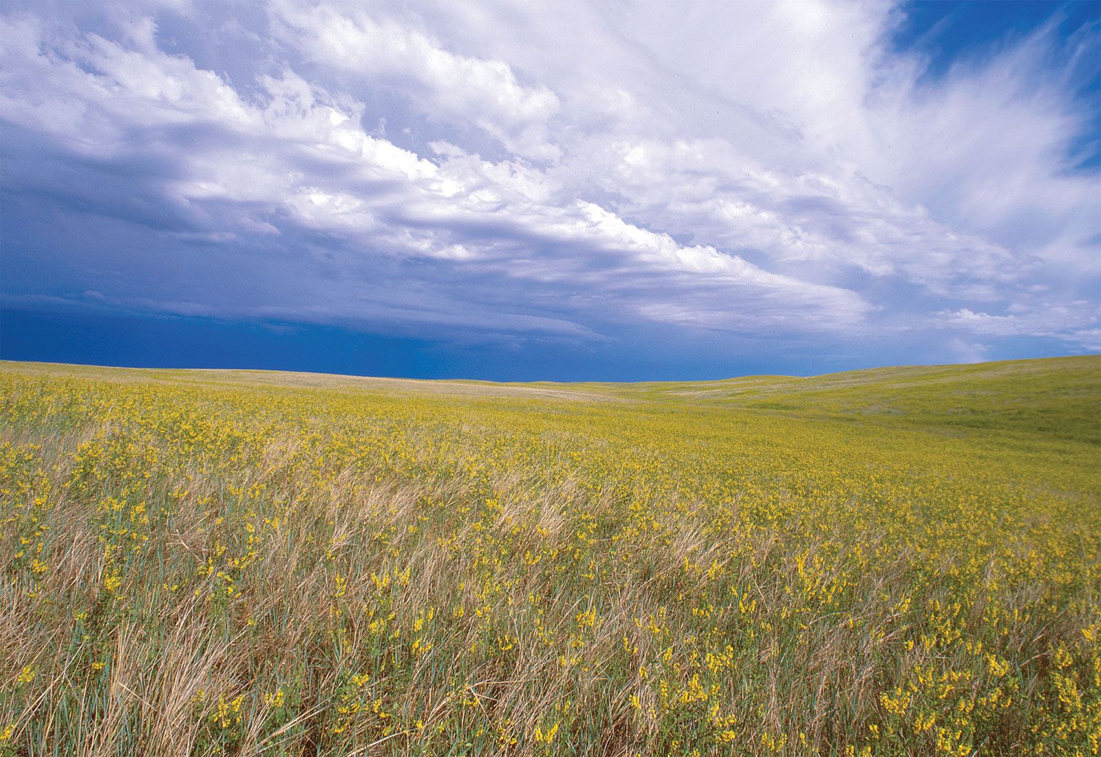 Habitat Of Grass