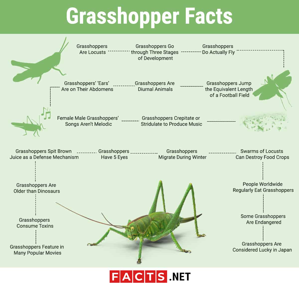 Habitat Of Grasshopper