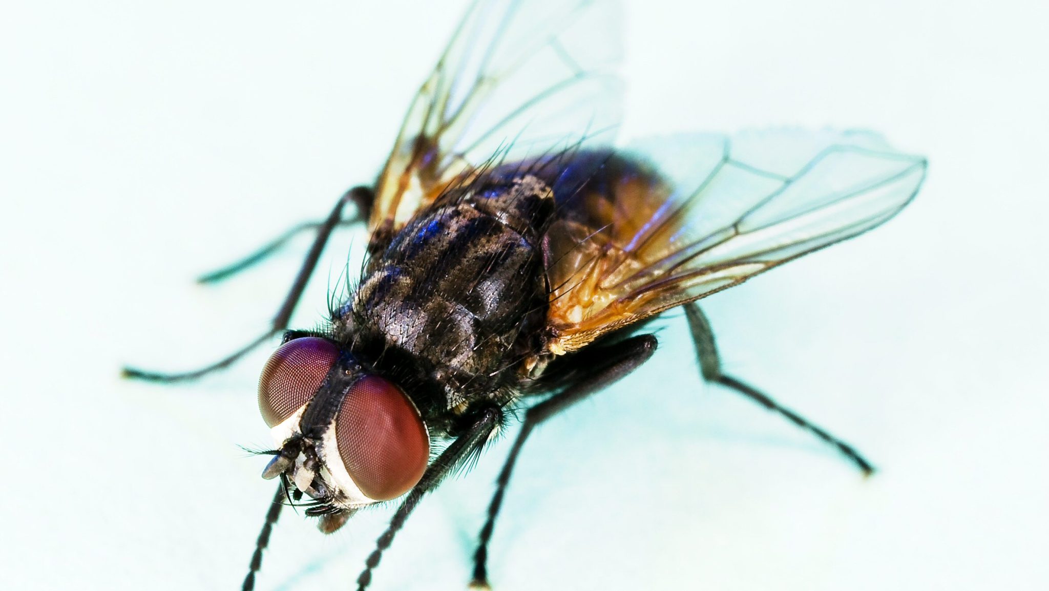 Habitat Of Housefly