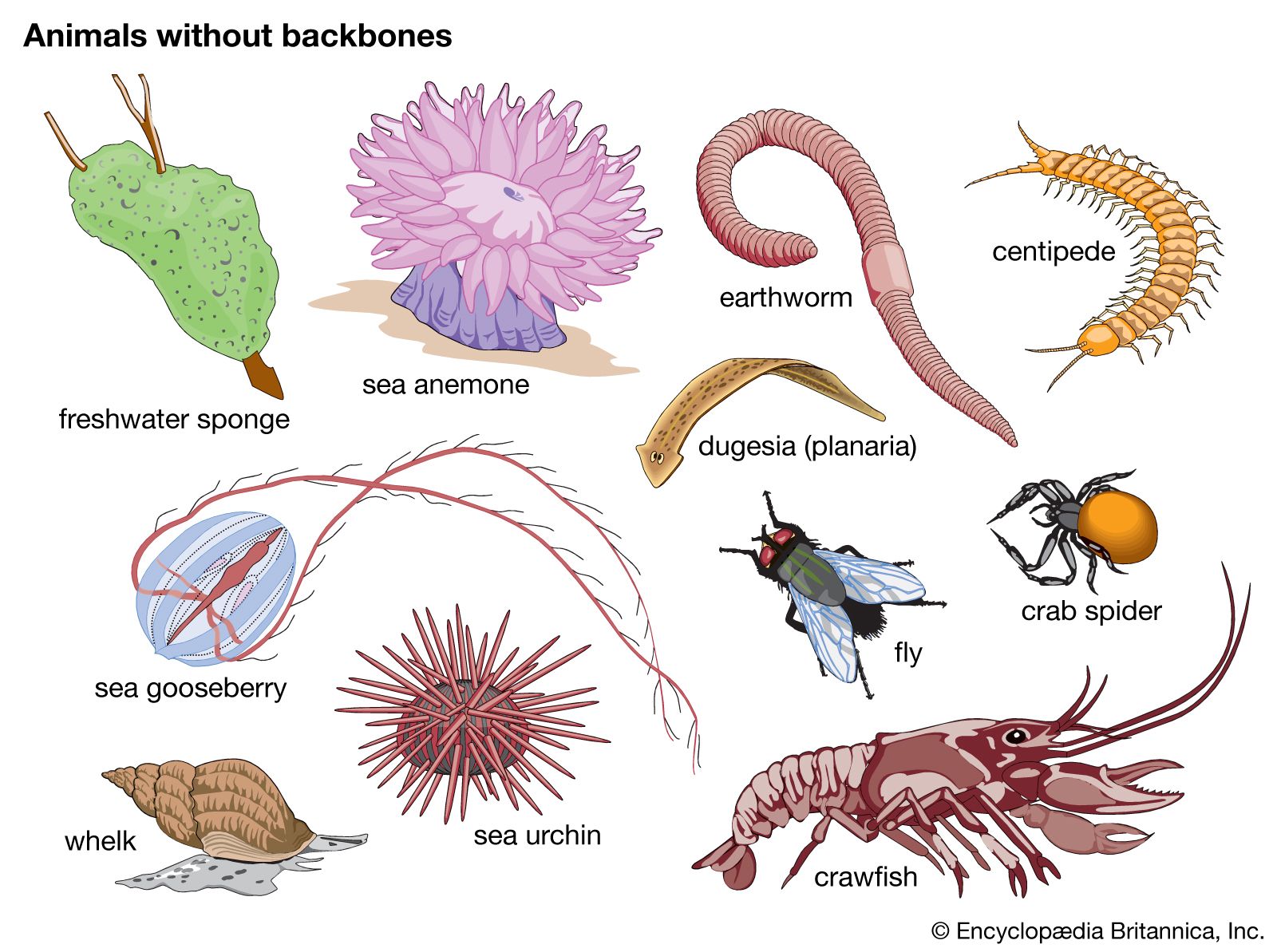 Habitat Of Invertebrates