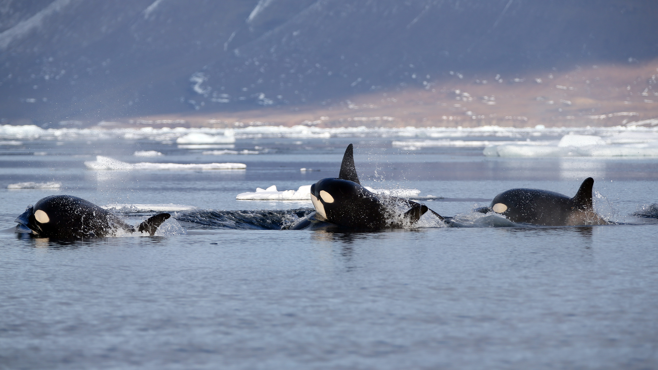 Habitat Of Killer Whale