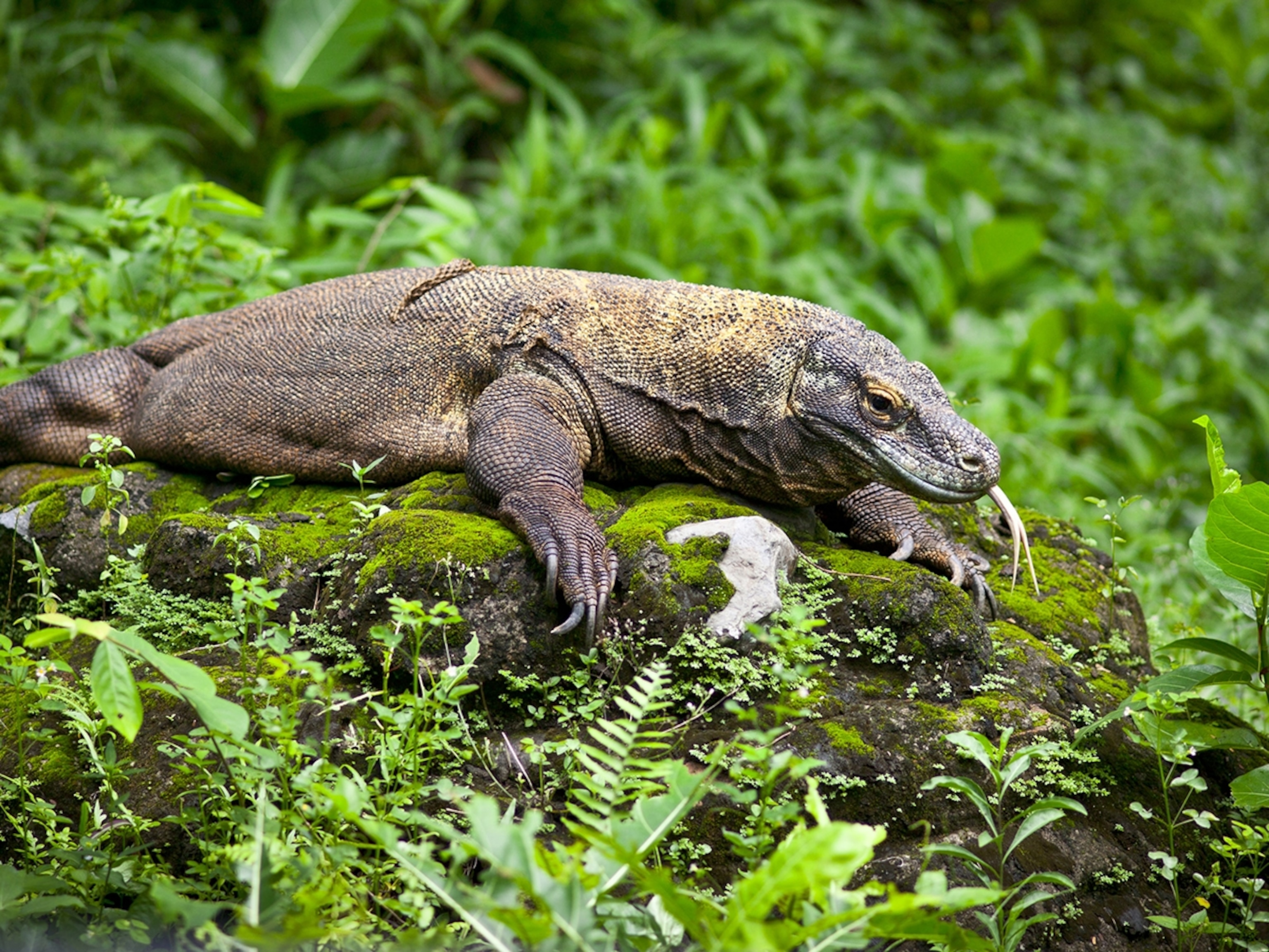 Habitat Of Komodo Dragon