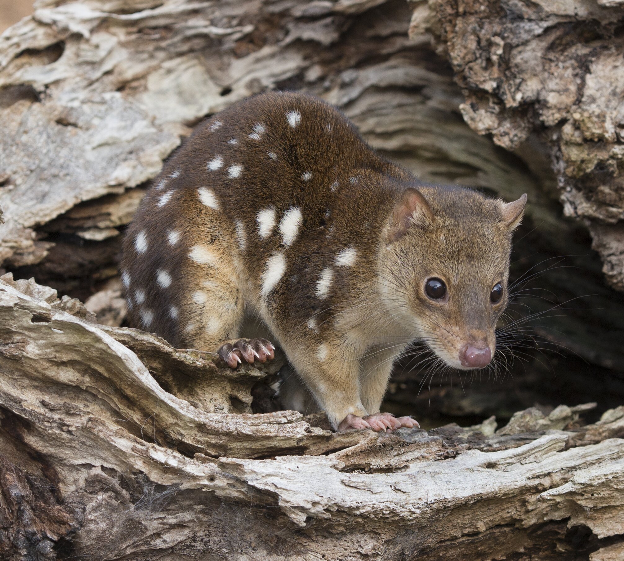 Habitat Of Quolls