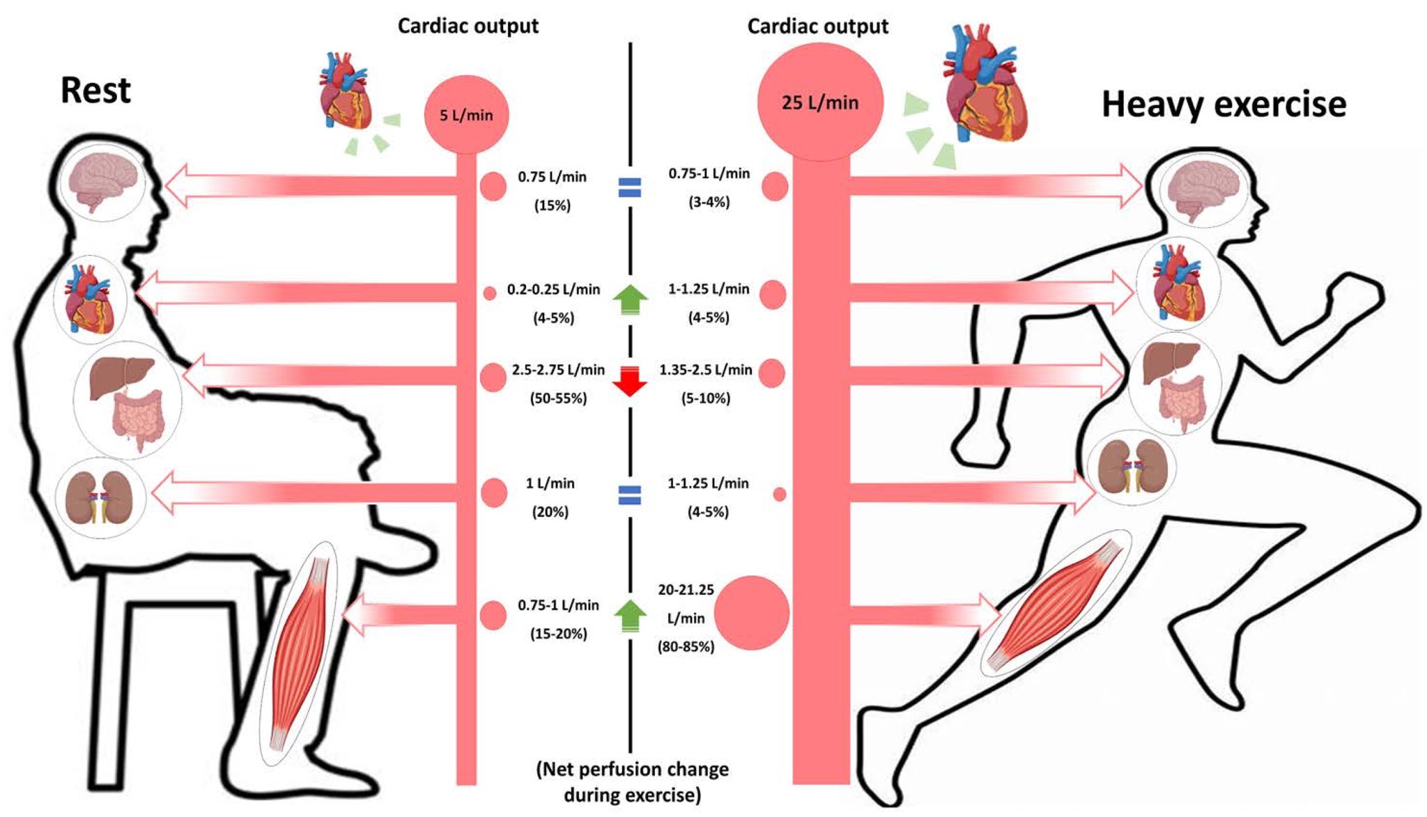 Heart Rate Increase After Eating