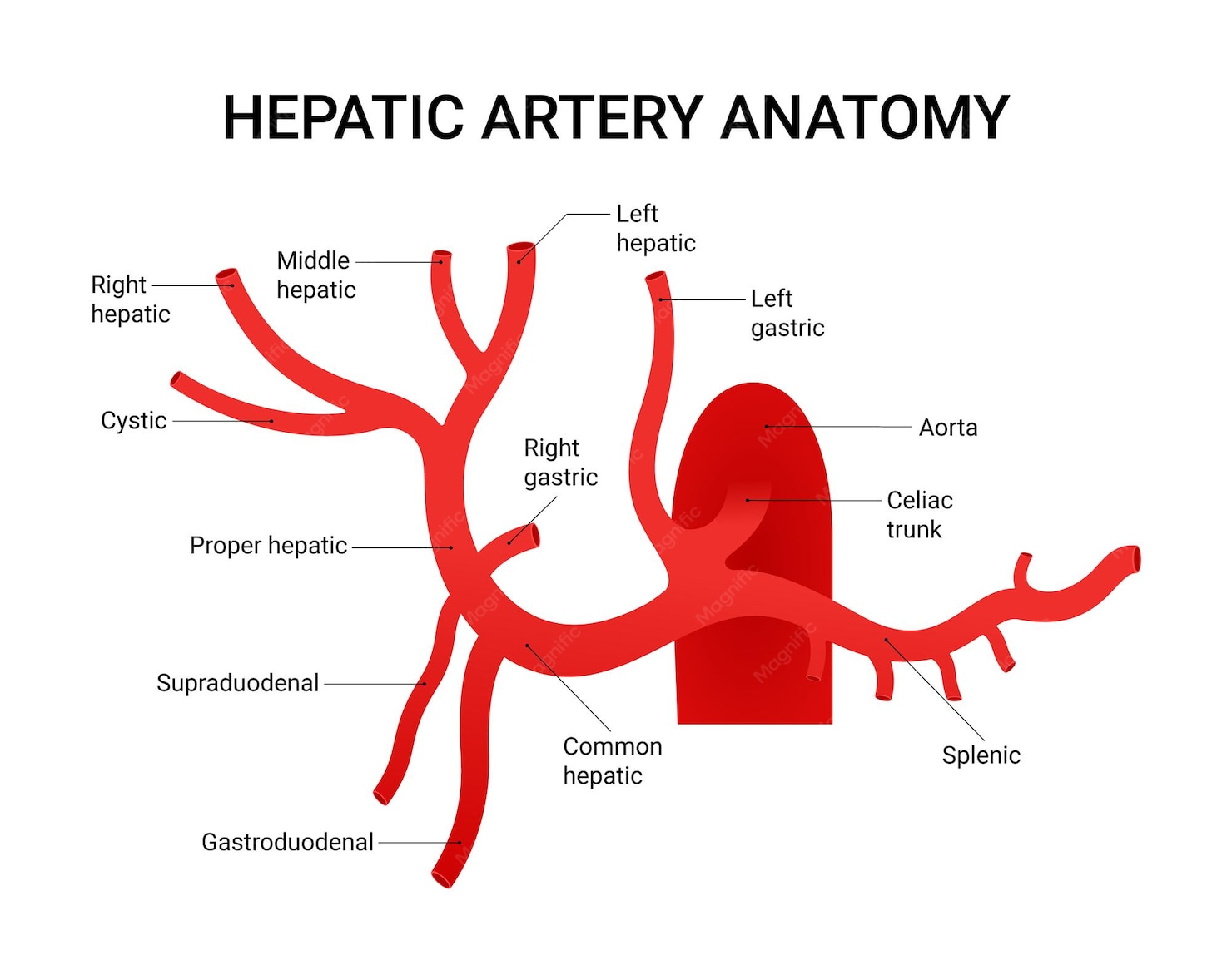 Hepatic Artery Common