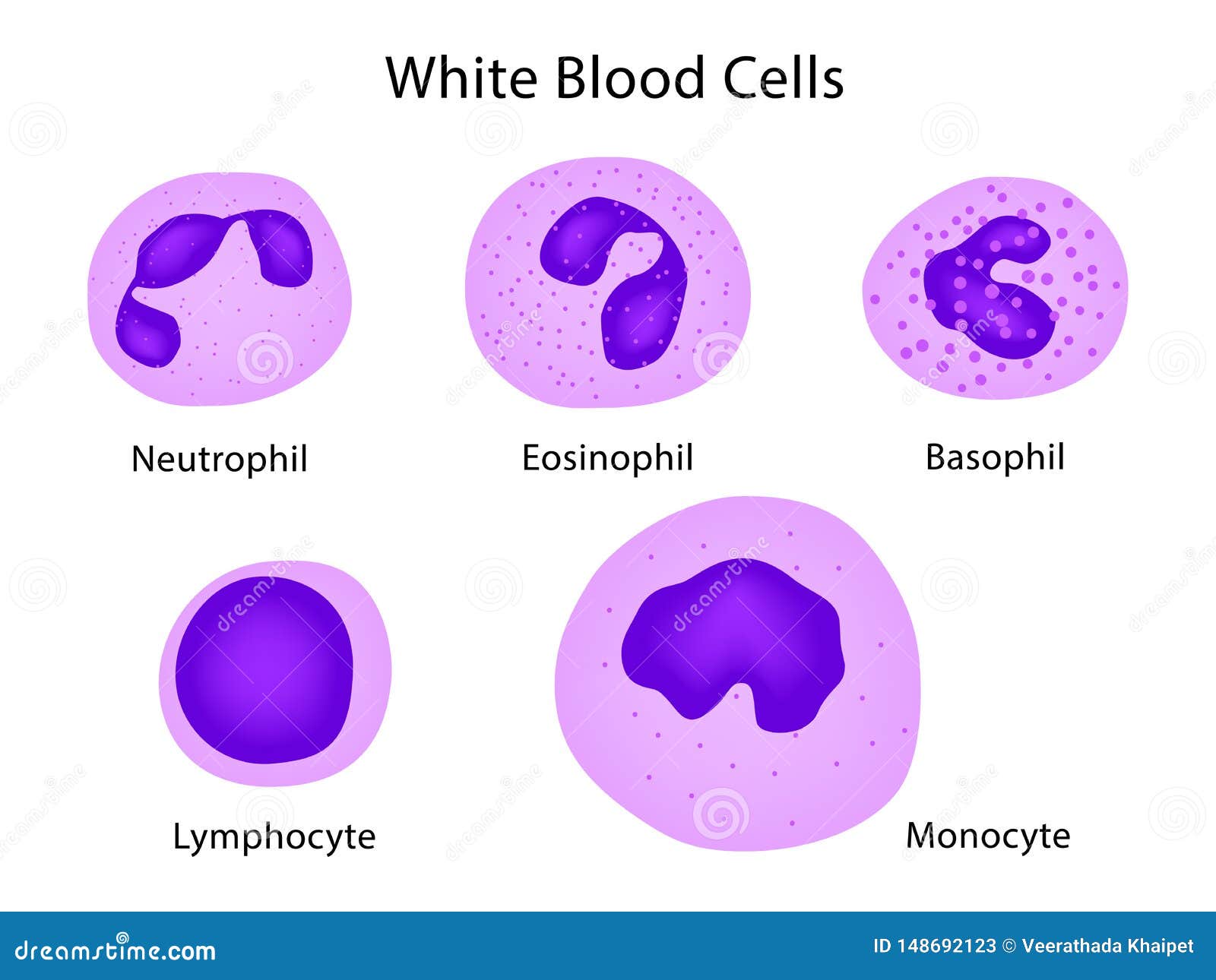 High White Cells And Neutrophils