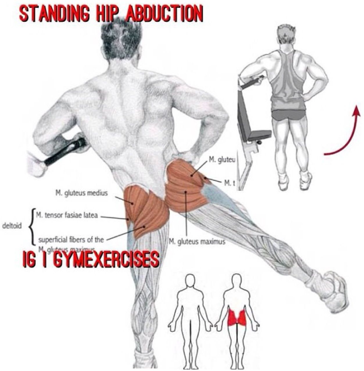 Hip Abduction Machine Muscles Worked