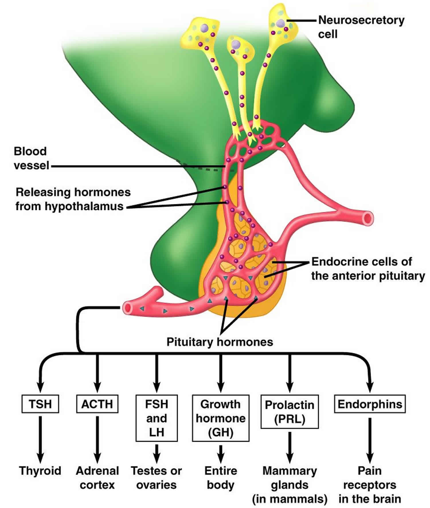 Hormones Of The Adenohypophysis