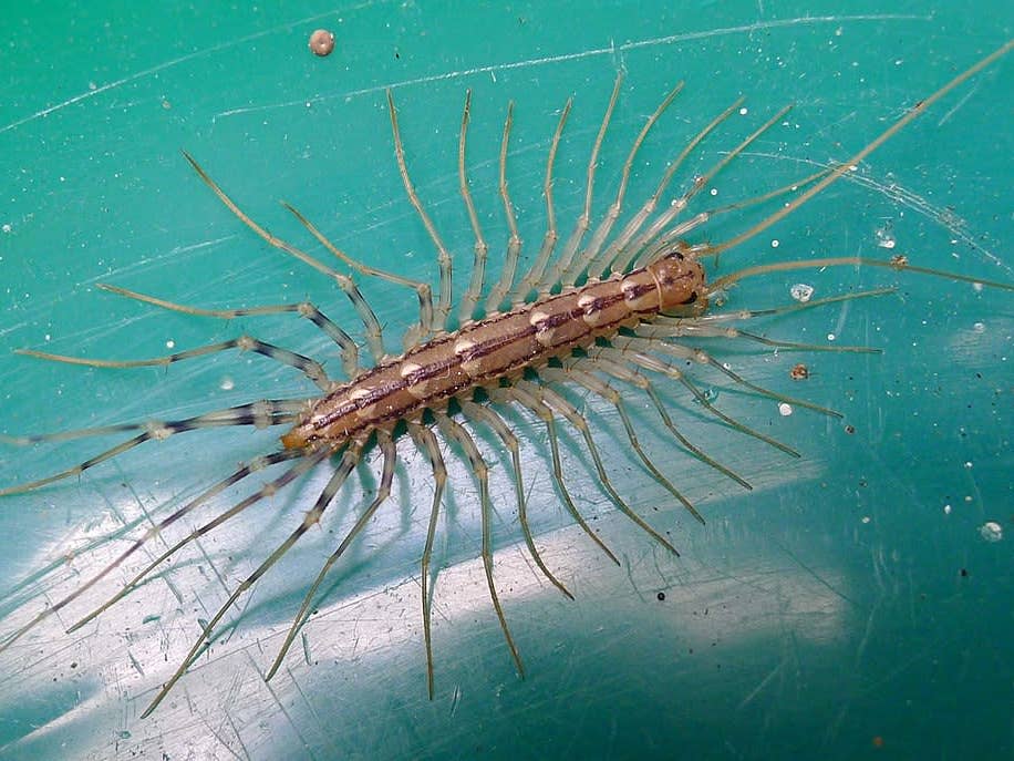 House Centipede Do They Bite