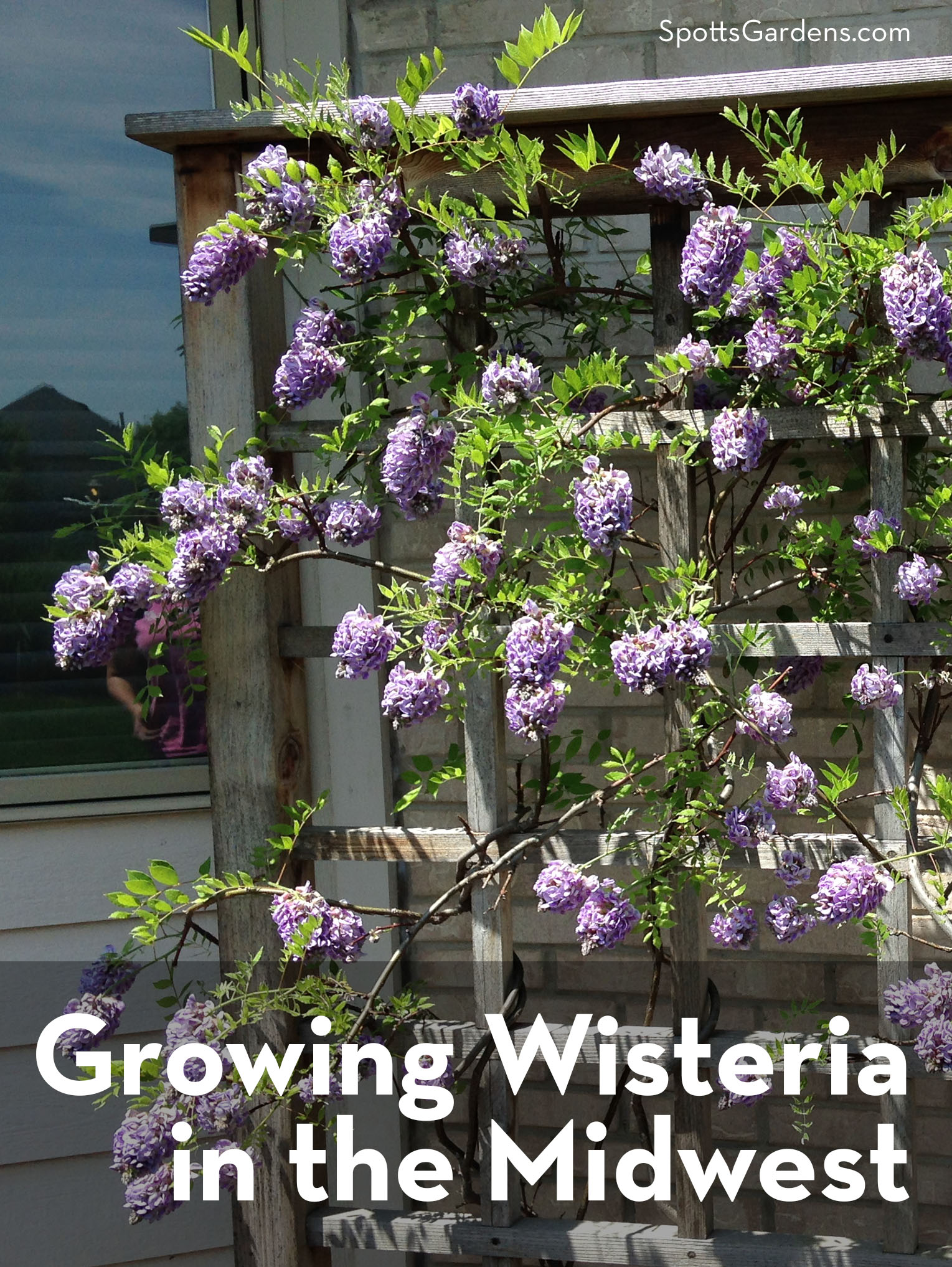 How Fast Does Wisteria Grow