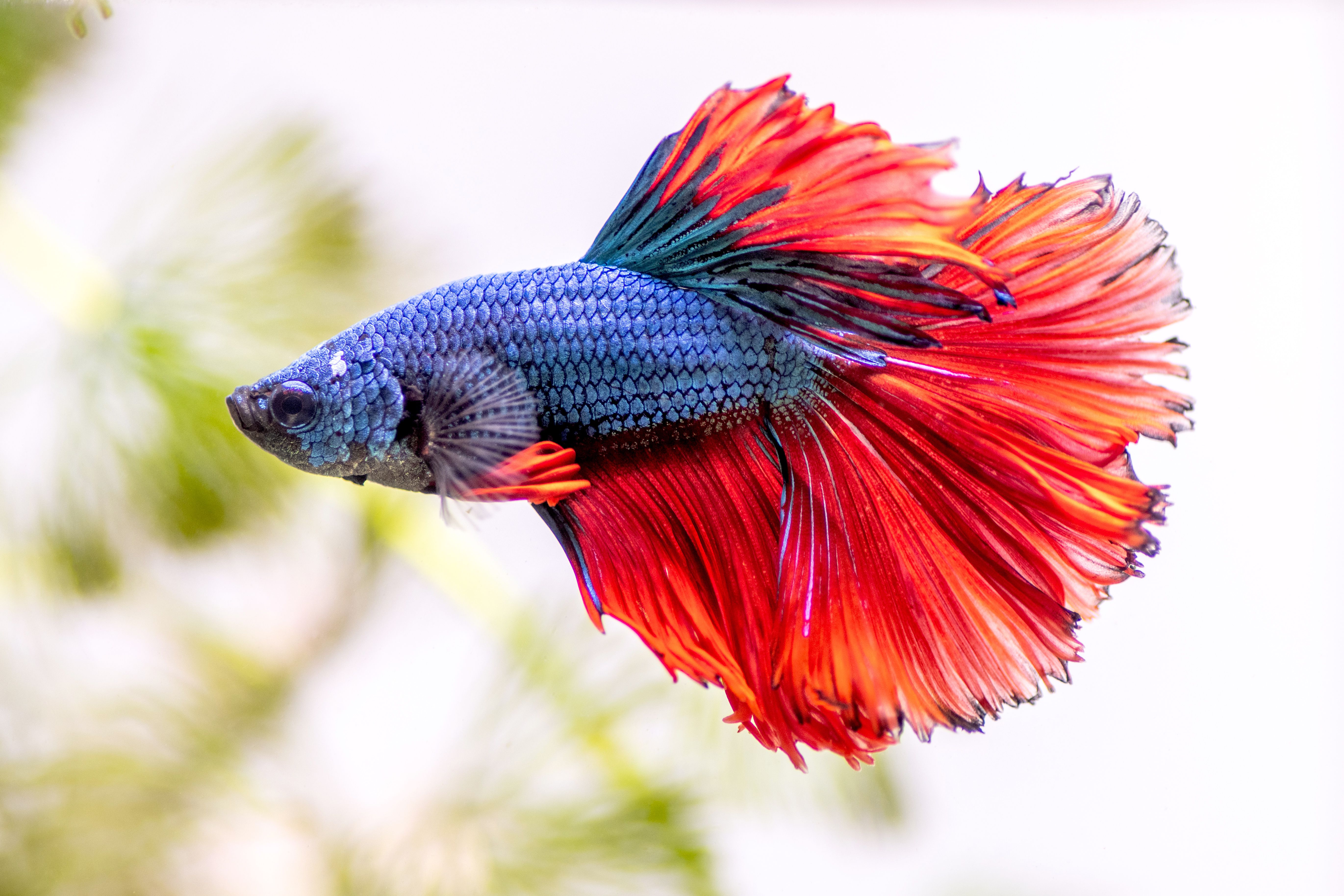 How Long Do Fish Live Betta