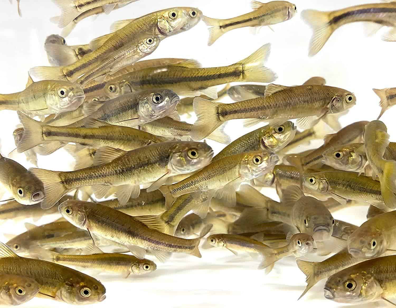How Long Does Live Bait Last