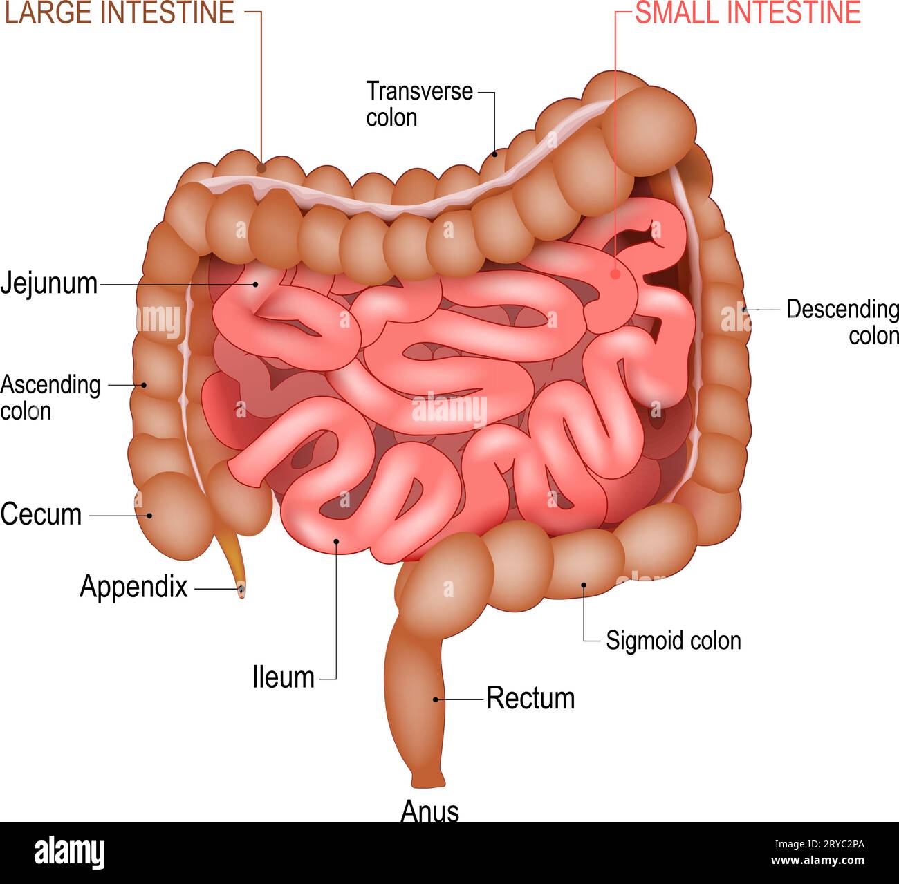 How Long Is Your Small Intestine