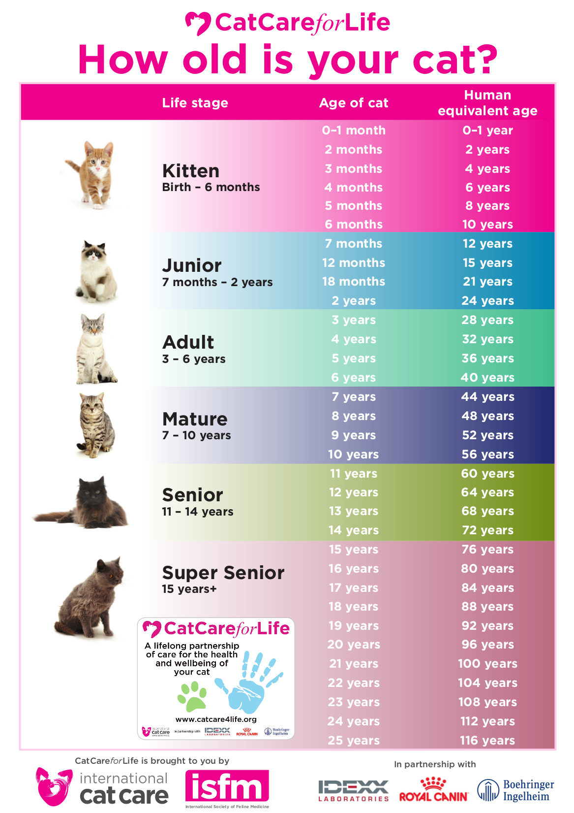 How Long Until Cats Are Fully Grown