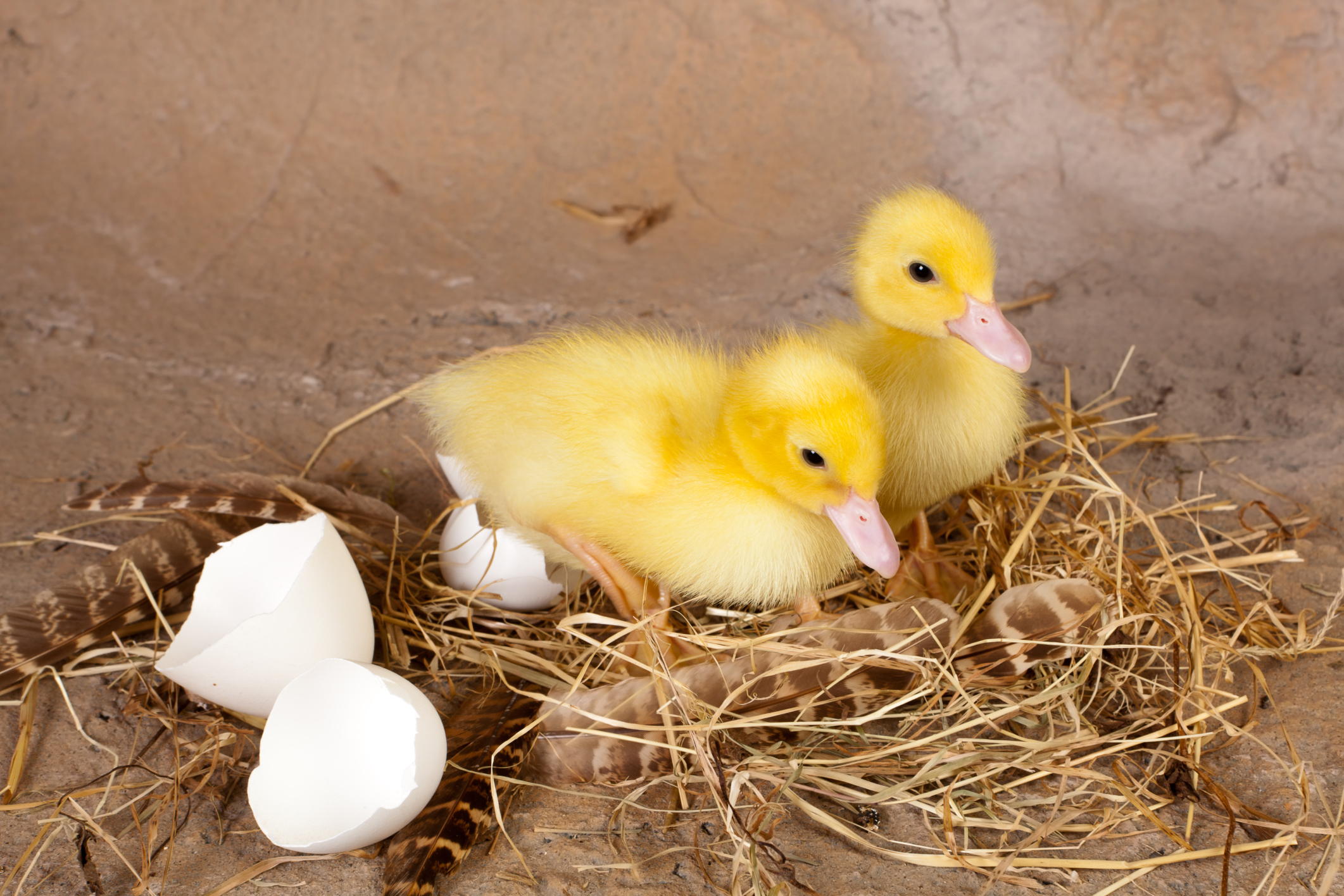 How Long Until Duck Eggs Hatch