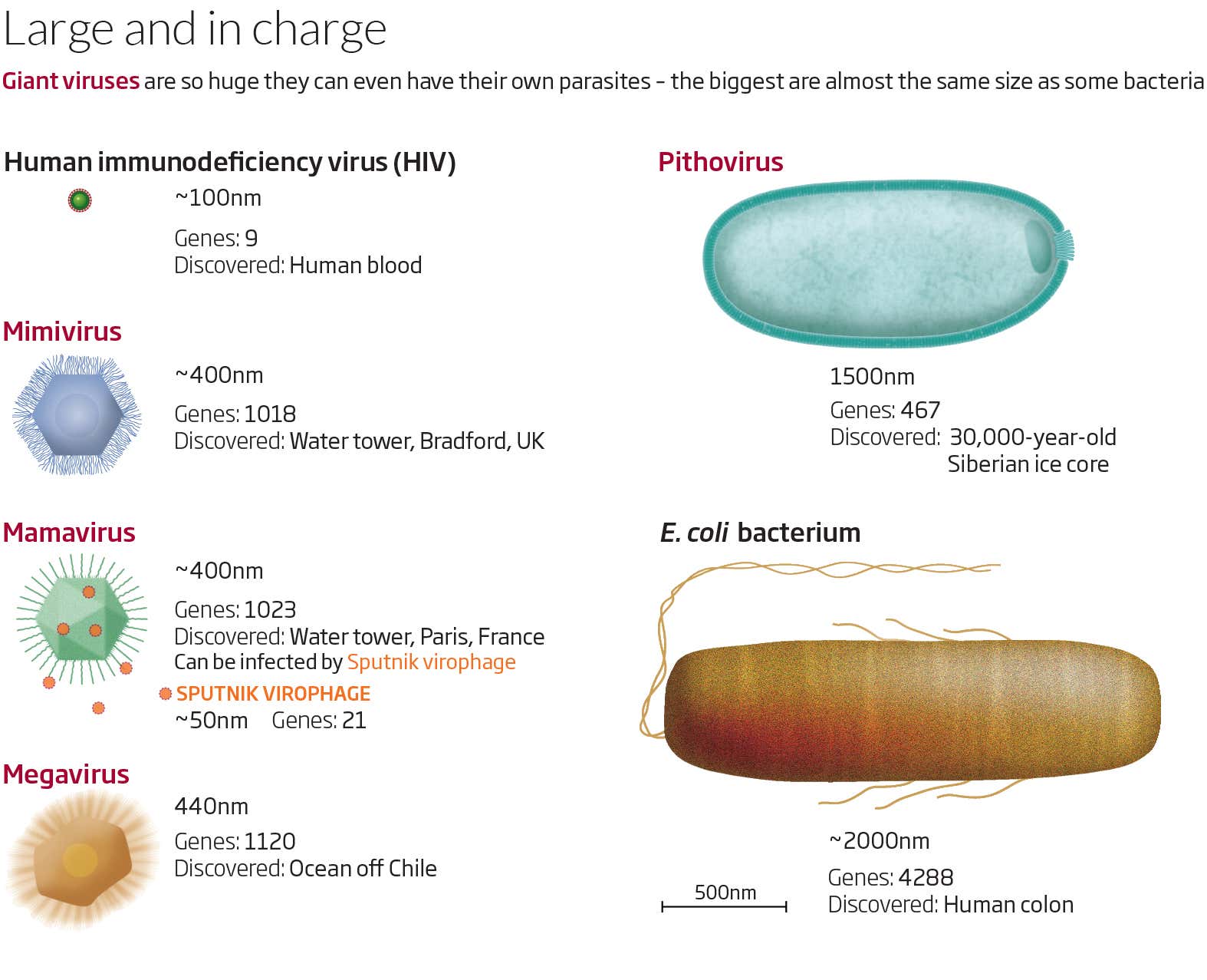 How Small Is Virus