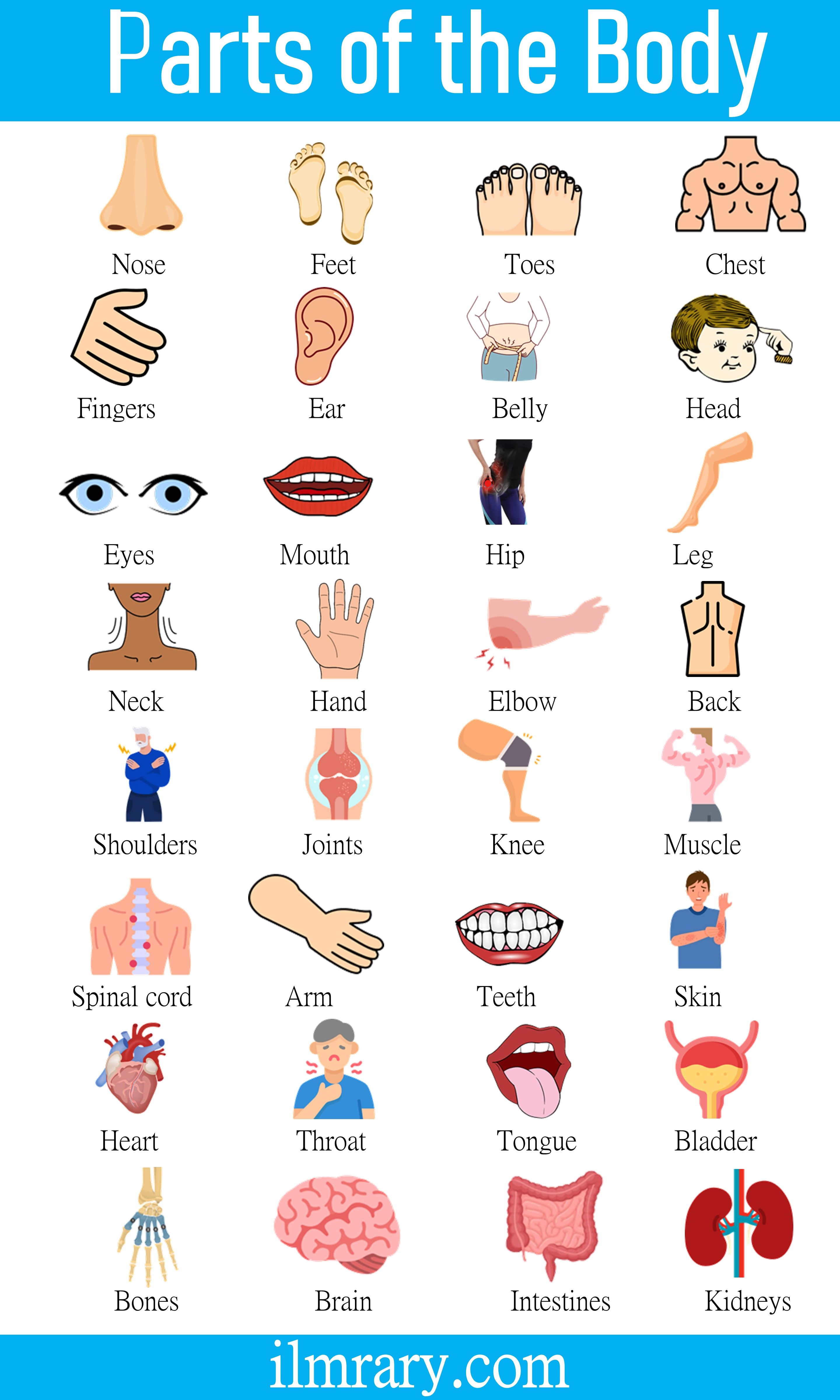 Human Body Parts English