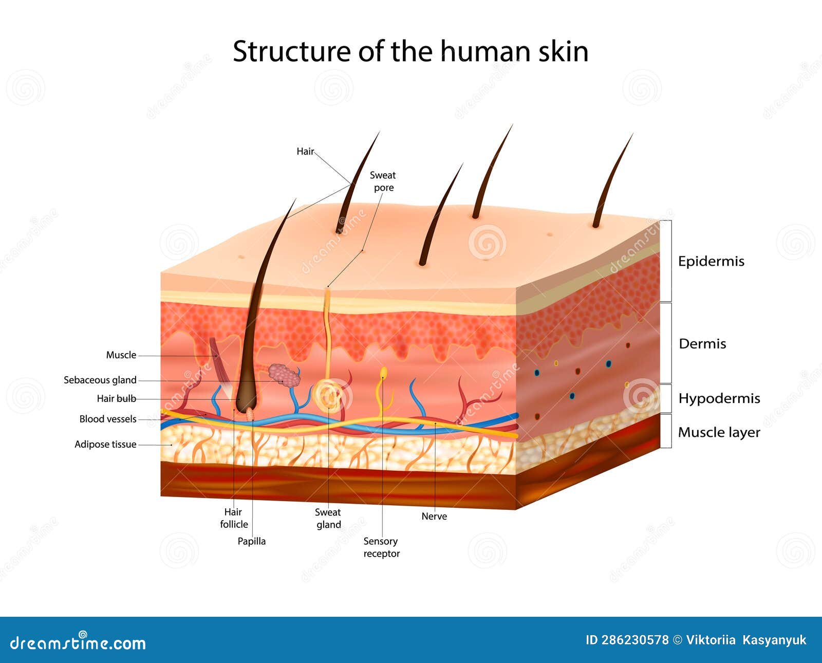 Human Skin Layers