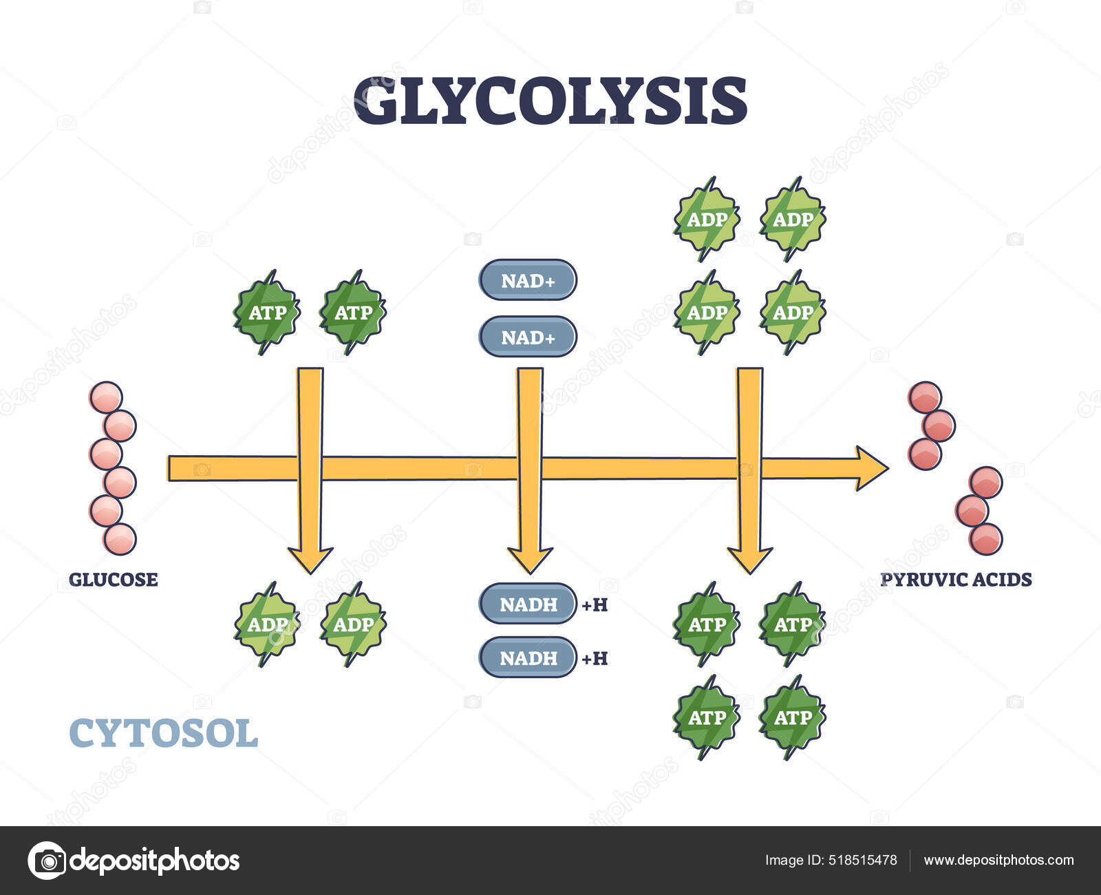 Illustration Of Glycolysis