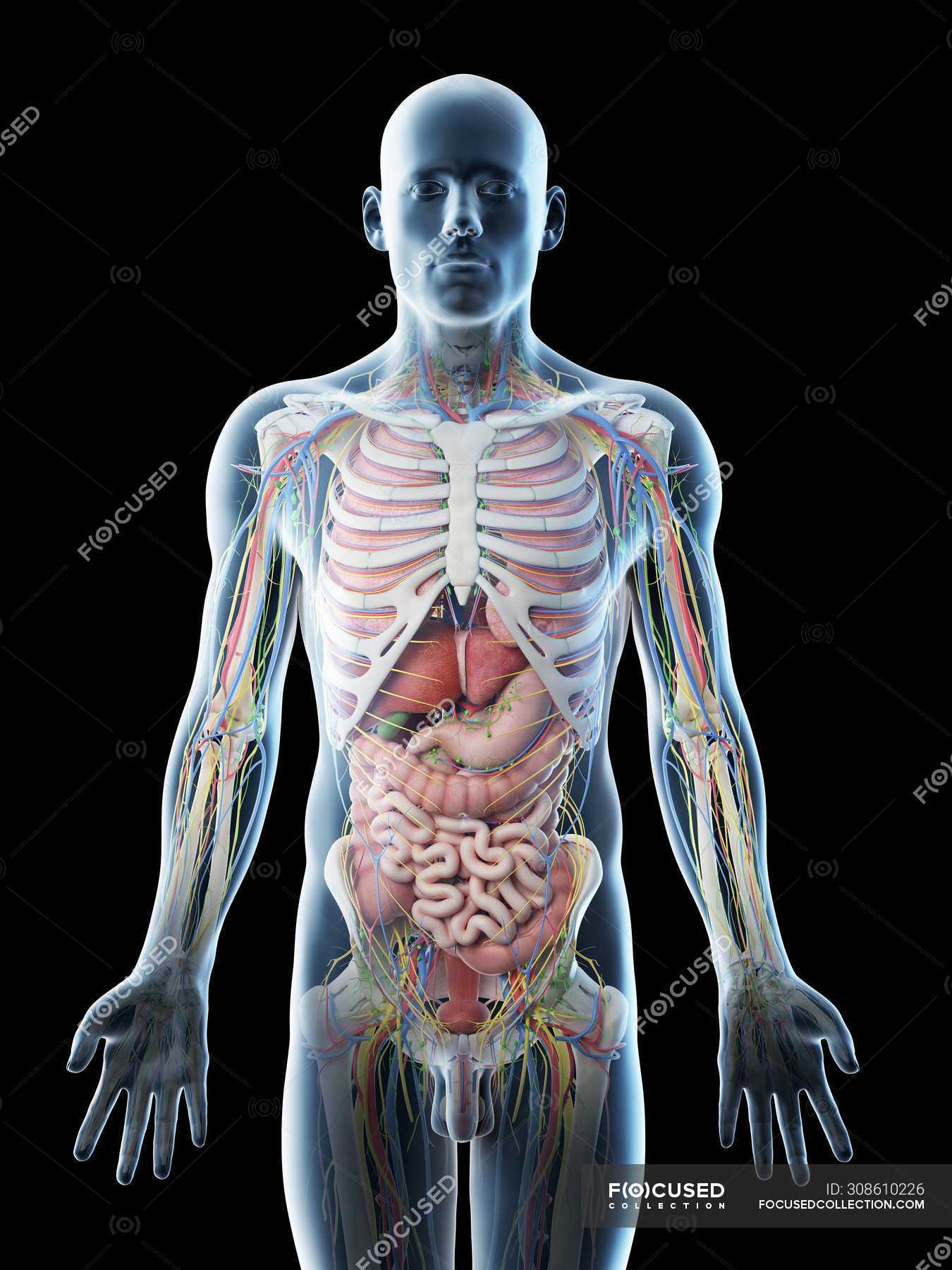 Illustration Of Male Anatomy