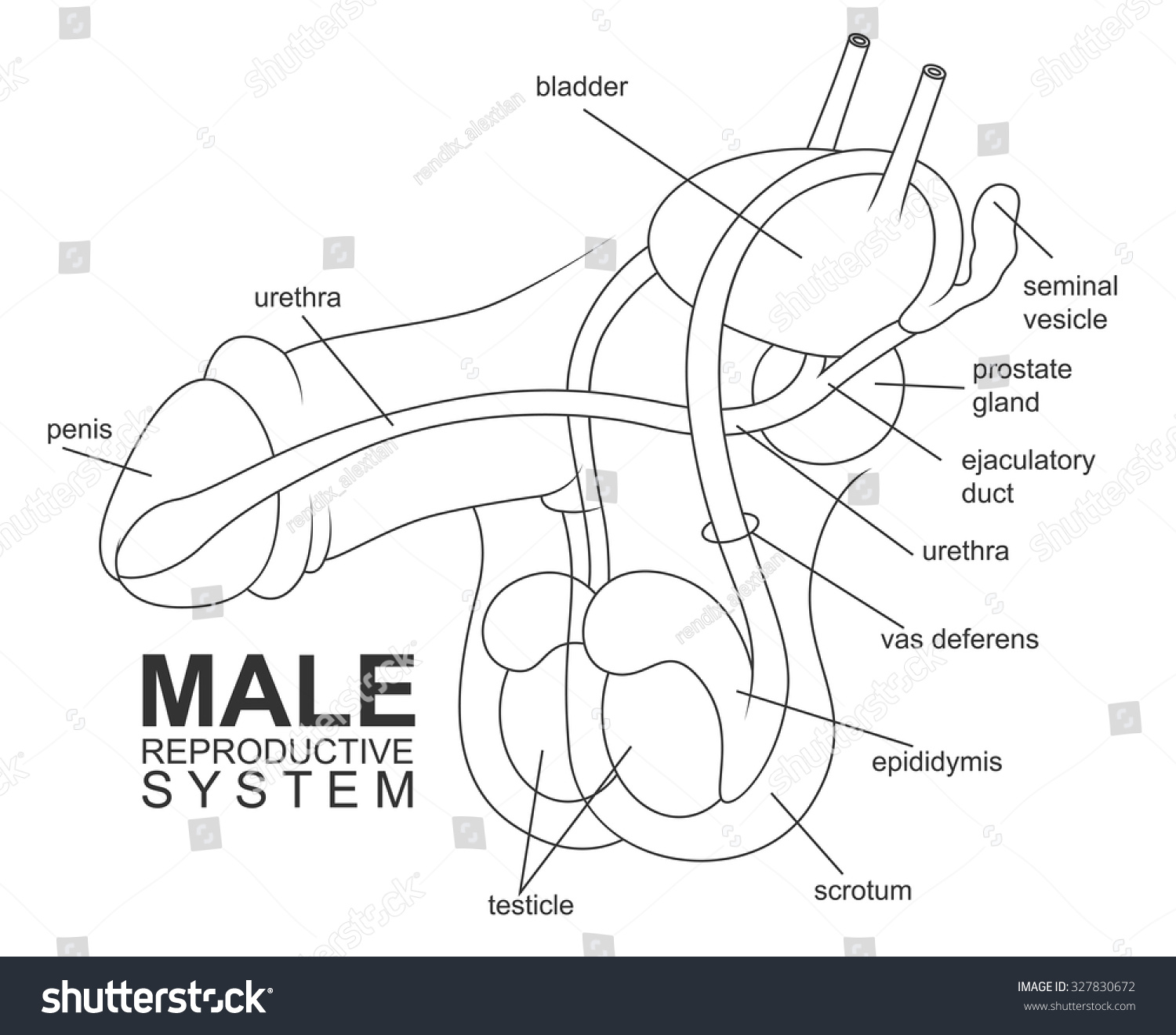 Illustration Of Male Reproductive System