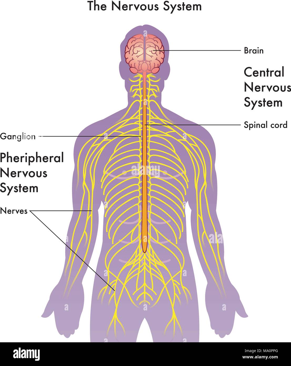 Illustration Of Nervous System