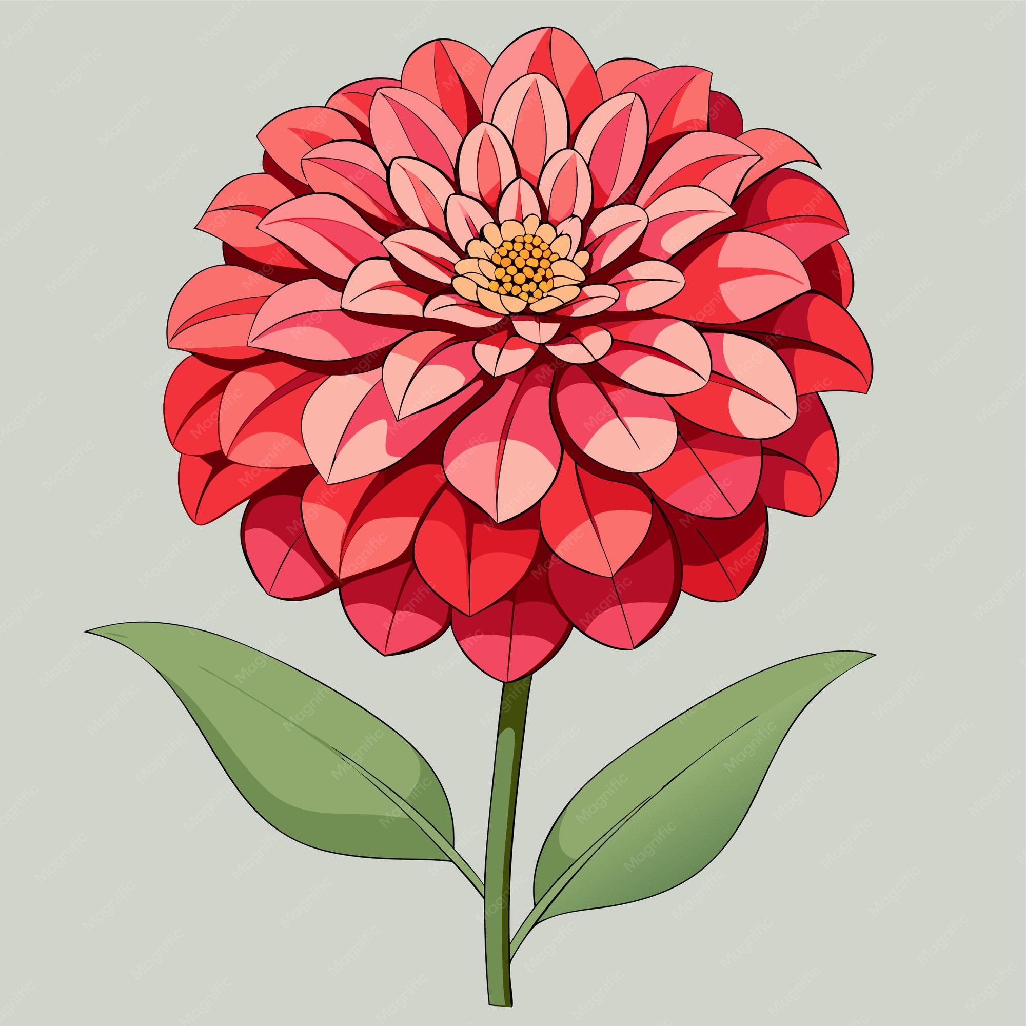 Illustration Of Zinnias