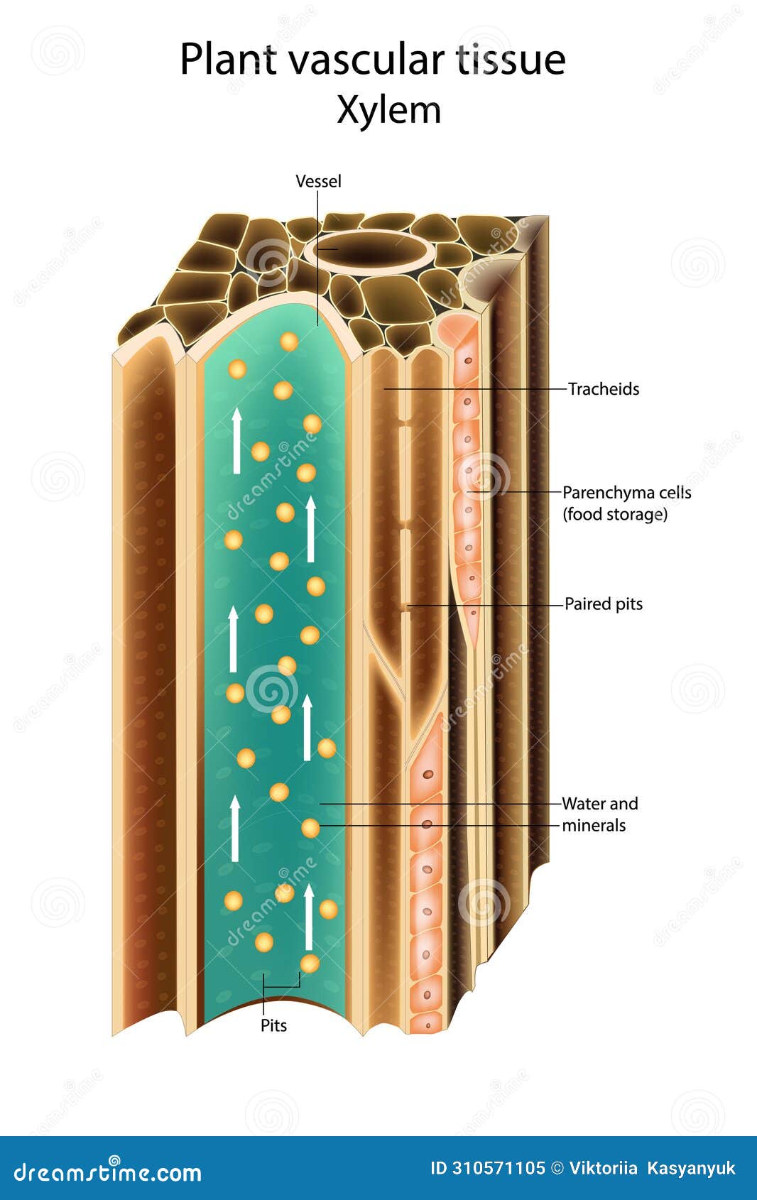 Importance Of Xylem Tissue In Plants