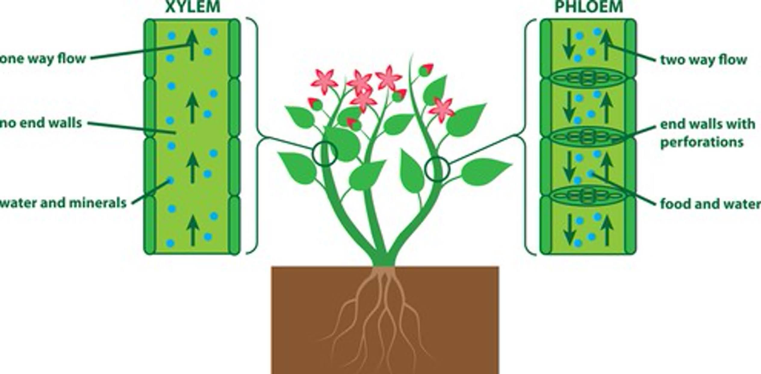 Importance Of Xylem