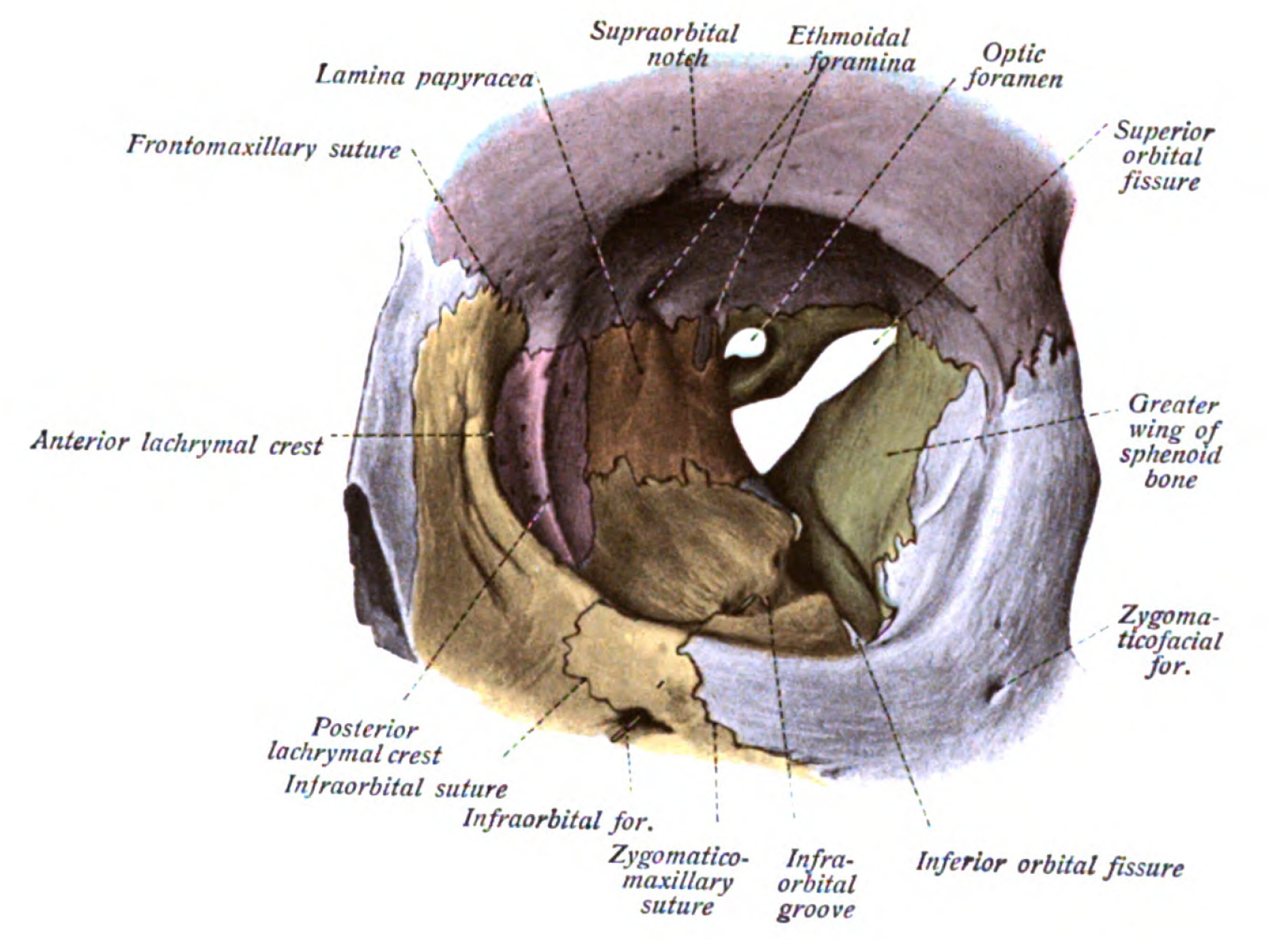 Inf Orbital Fissure
