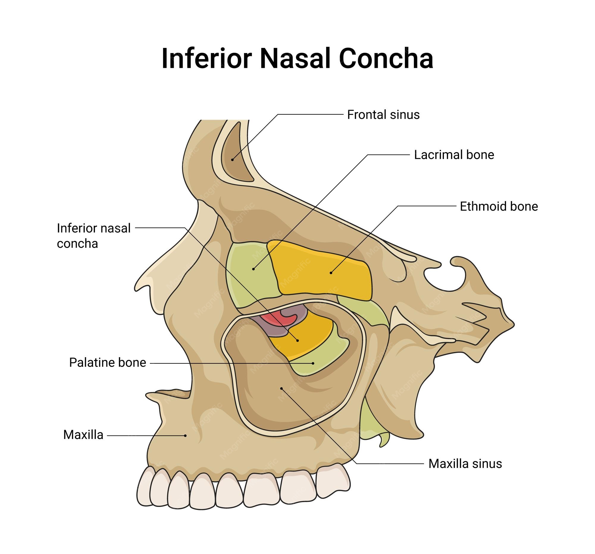 Inferior Nasal Conchae