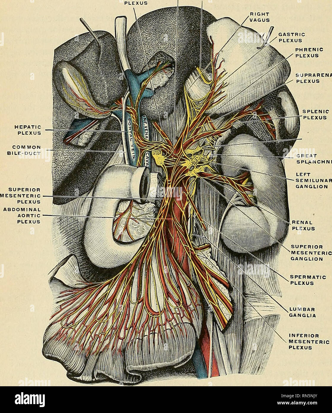 Inferior Phrenic Artery