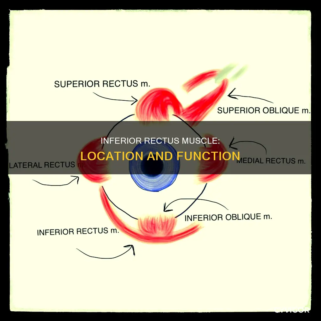 Inferior Rectus Muscle