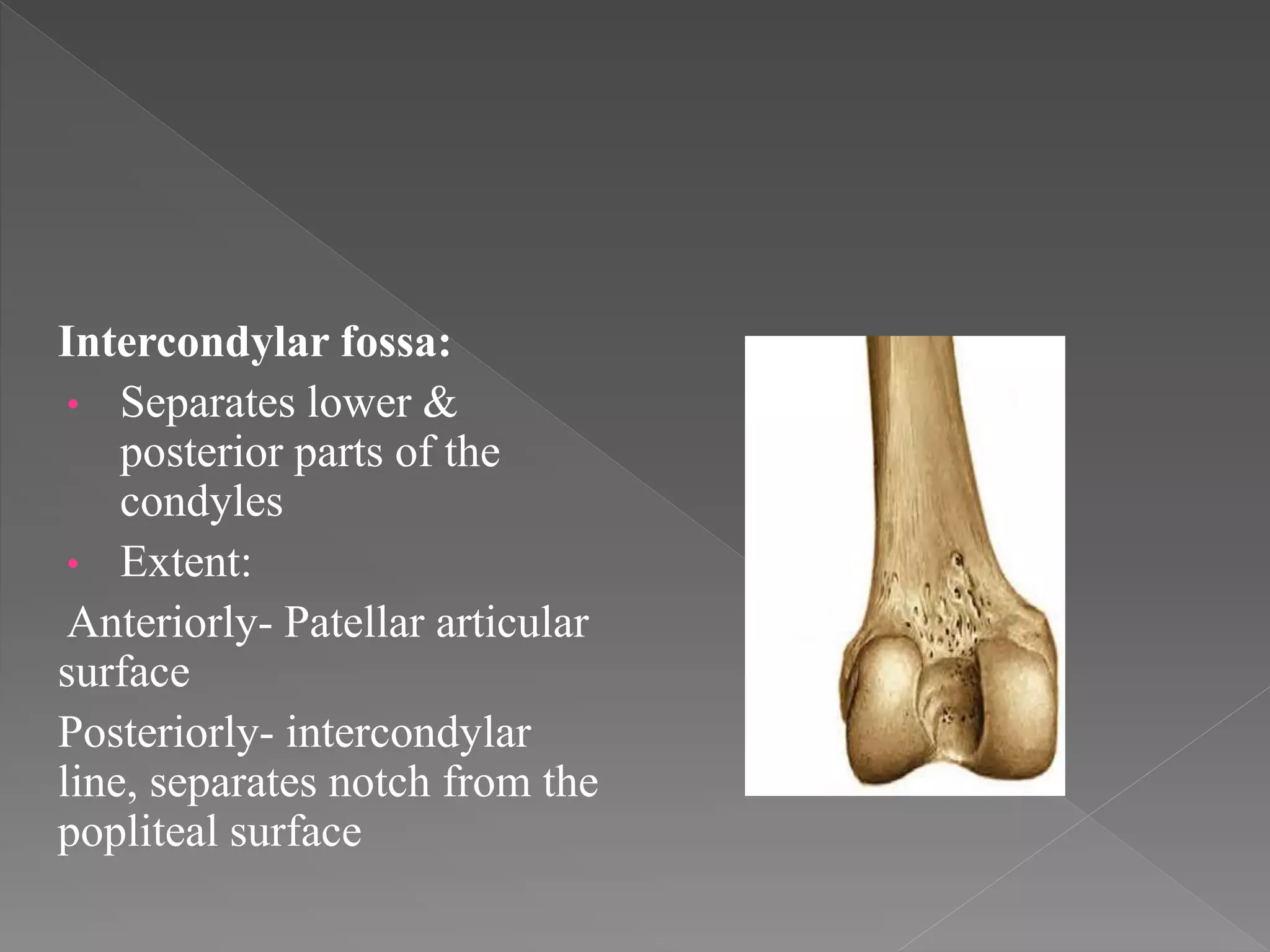 Intercondylar Fossa Of Femur