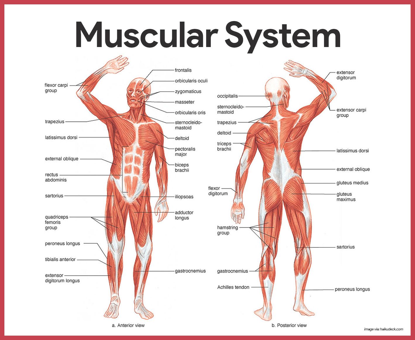 Interesting Facts Muscular System