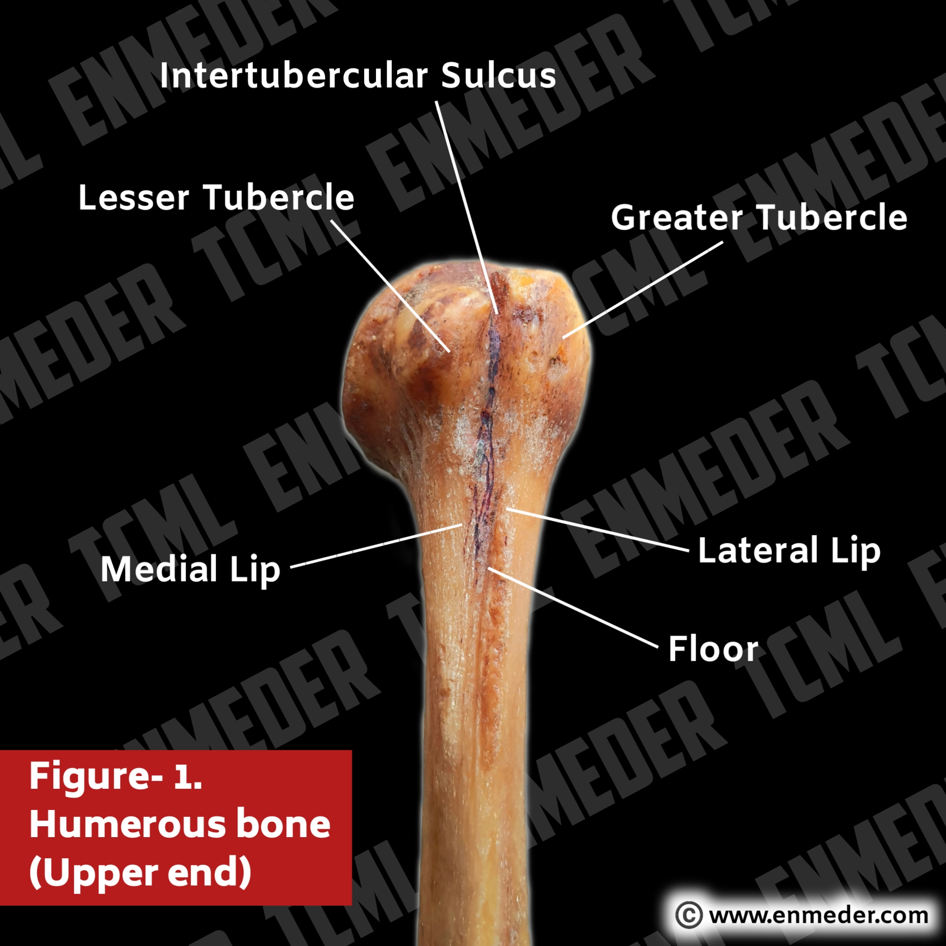 Intertubercular Sulcus Of Humerus