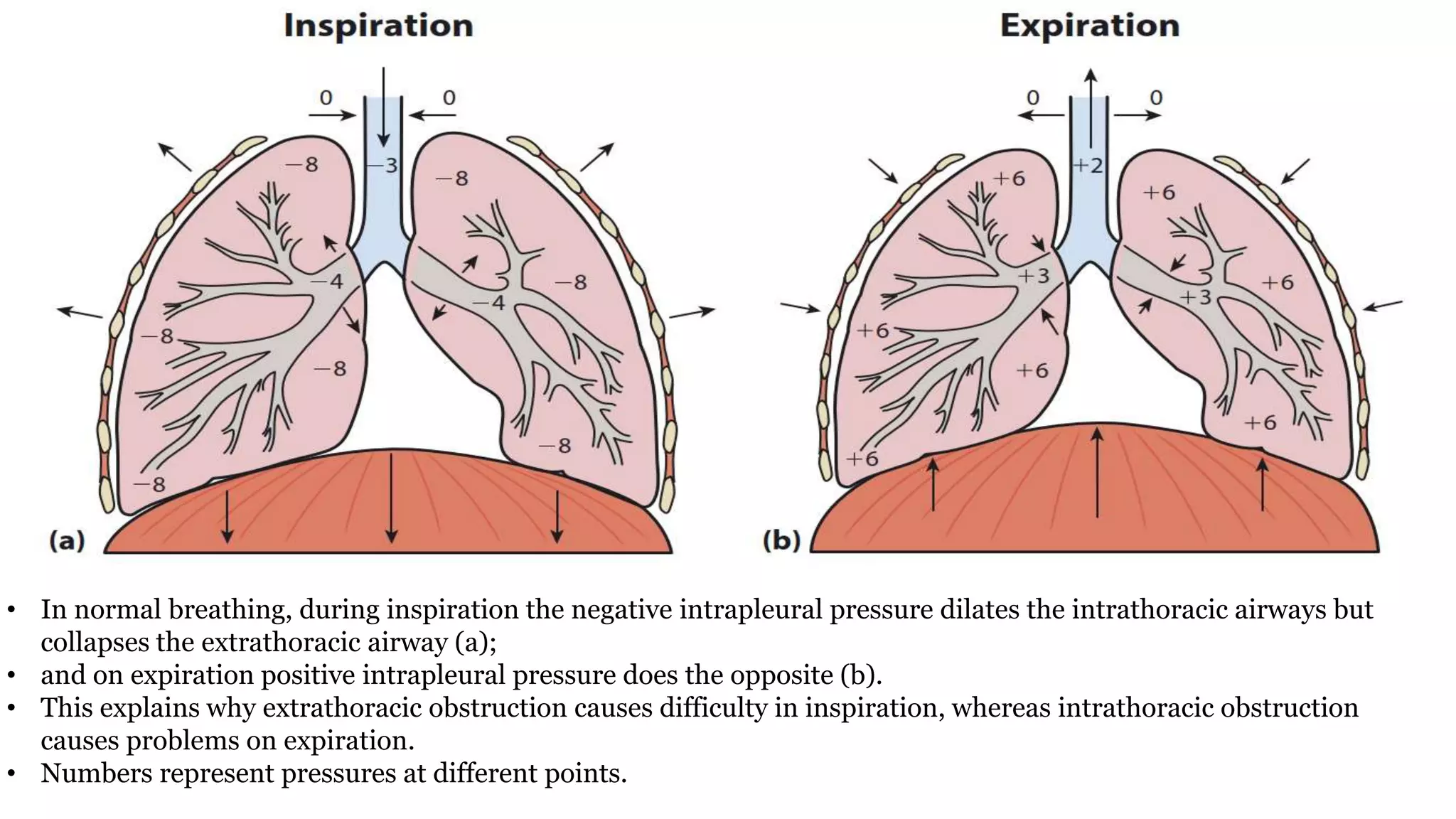 Intrathoracic And Extrathoracic Landmark