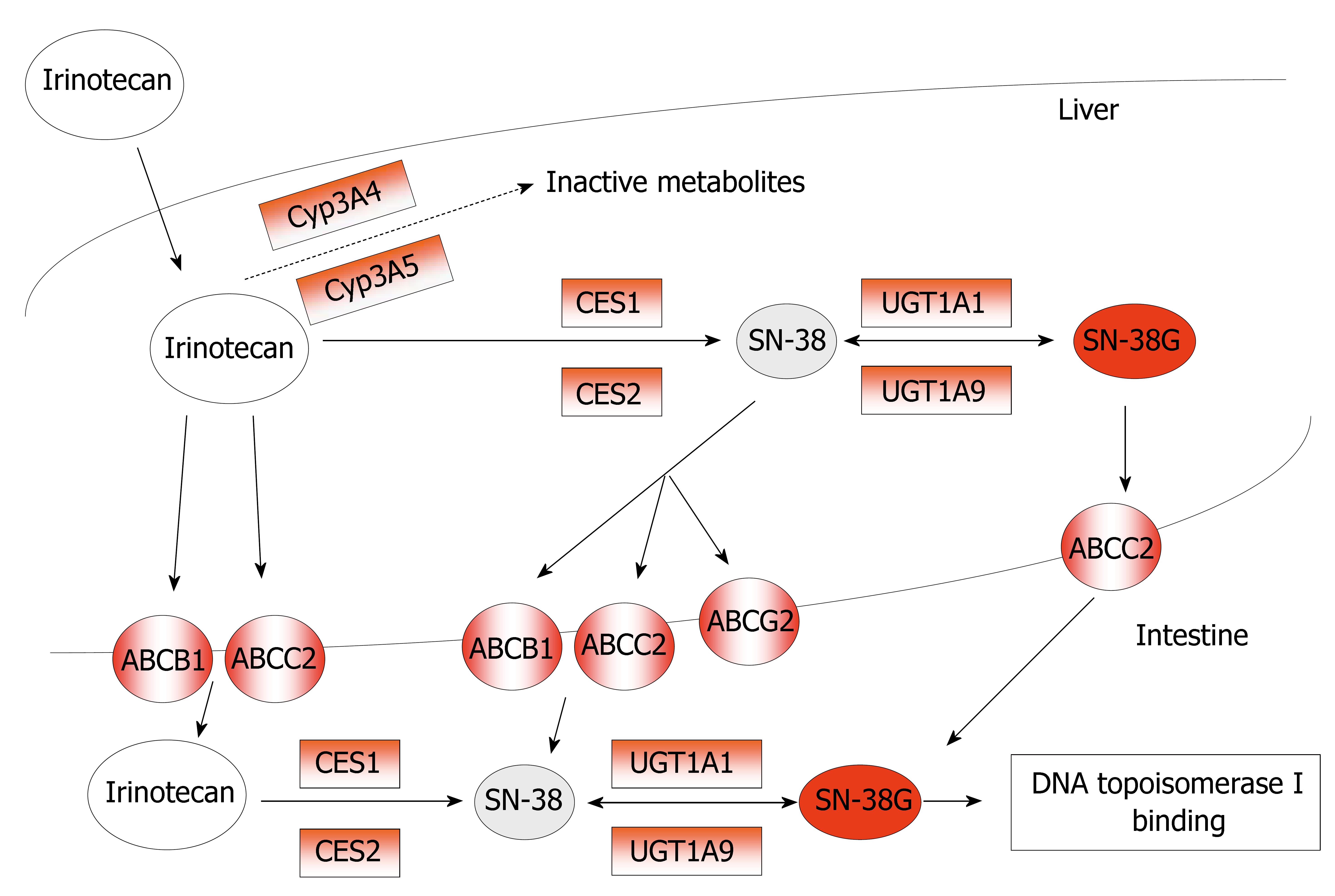Irinotecan Mechanism Of Action
