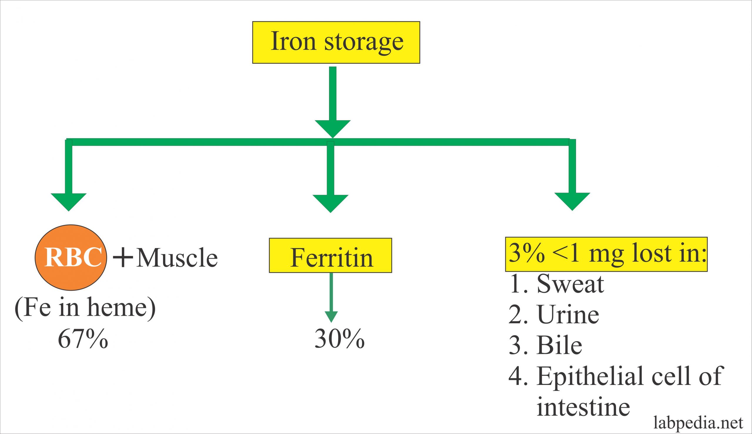 Iron Binding Capacity High