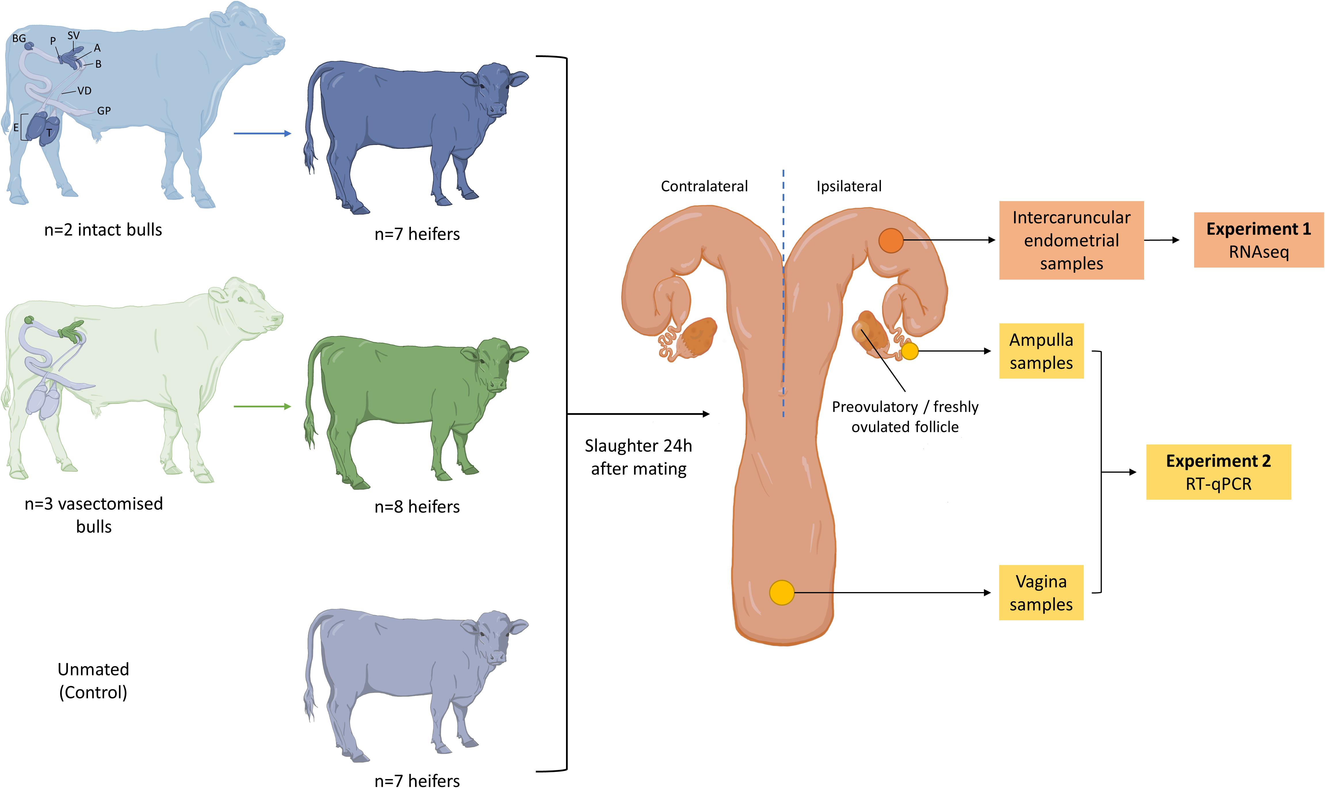 Is Bull Sperm Taurine