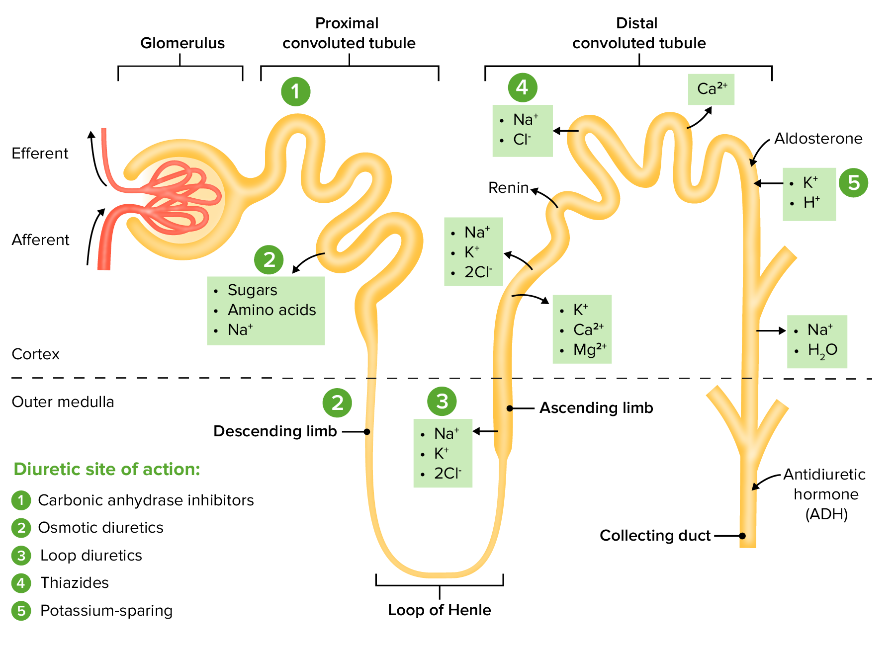 Is Hydrochlorothiazide Potassium Sparing