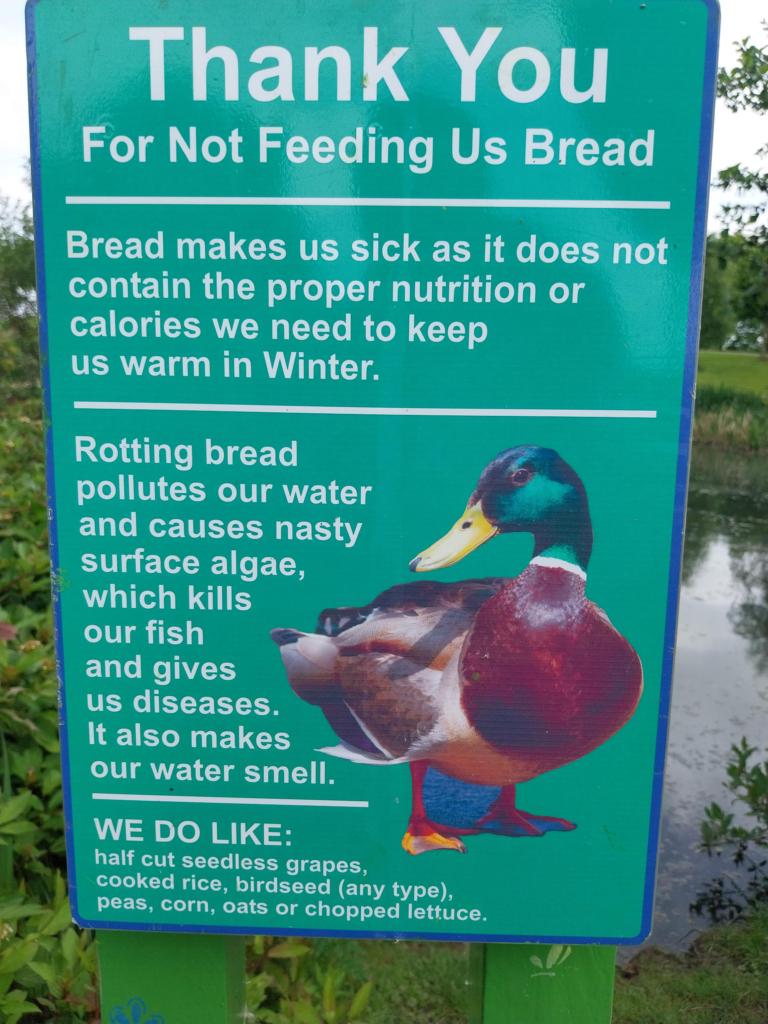 Is It Bad To Feed Ducks Bread