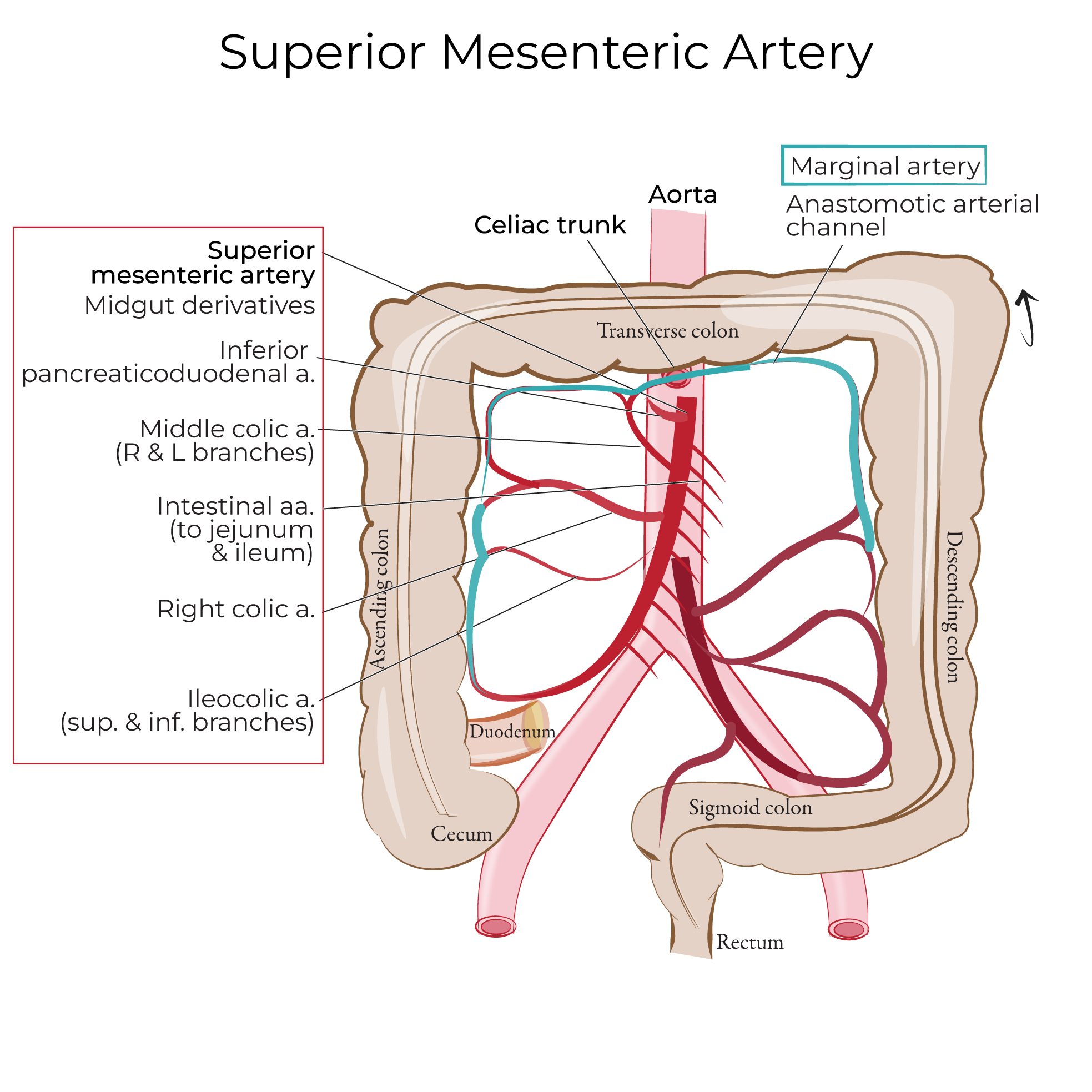 Is Mesenteric Artery